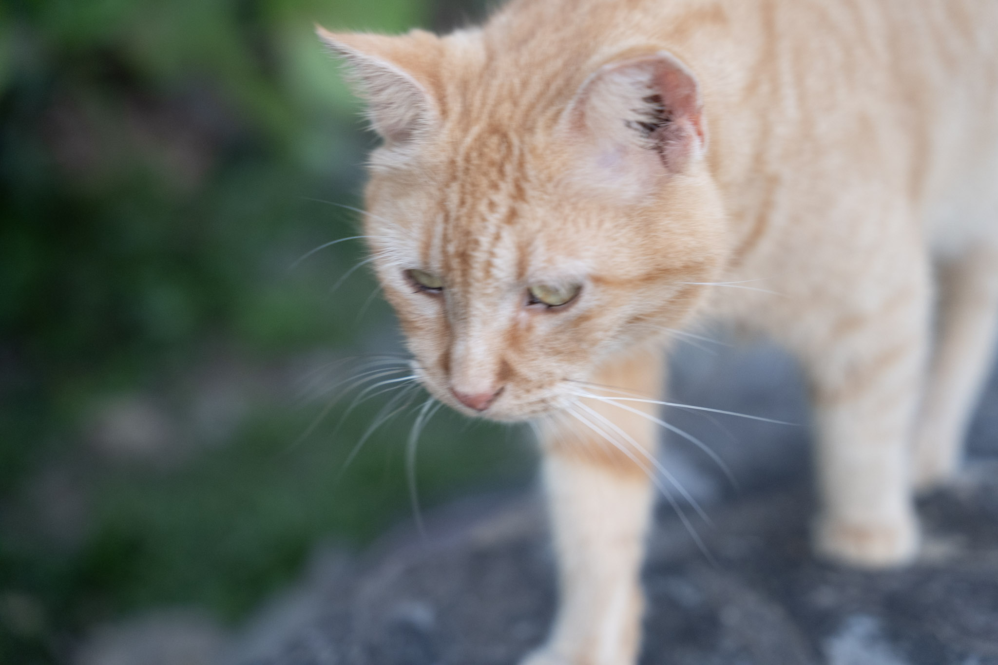 2022-12-24_San_Juan - foto 128