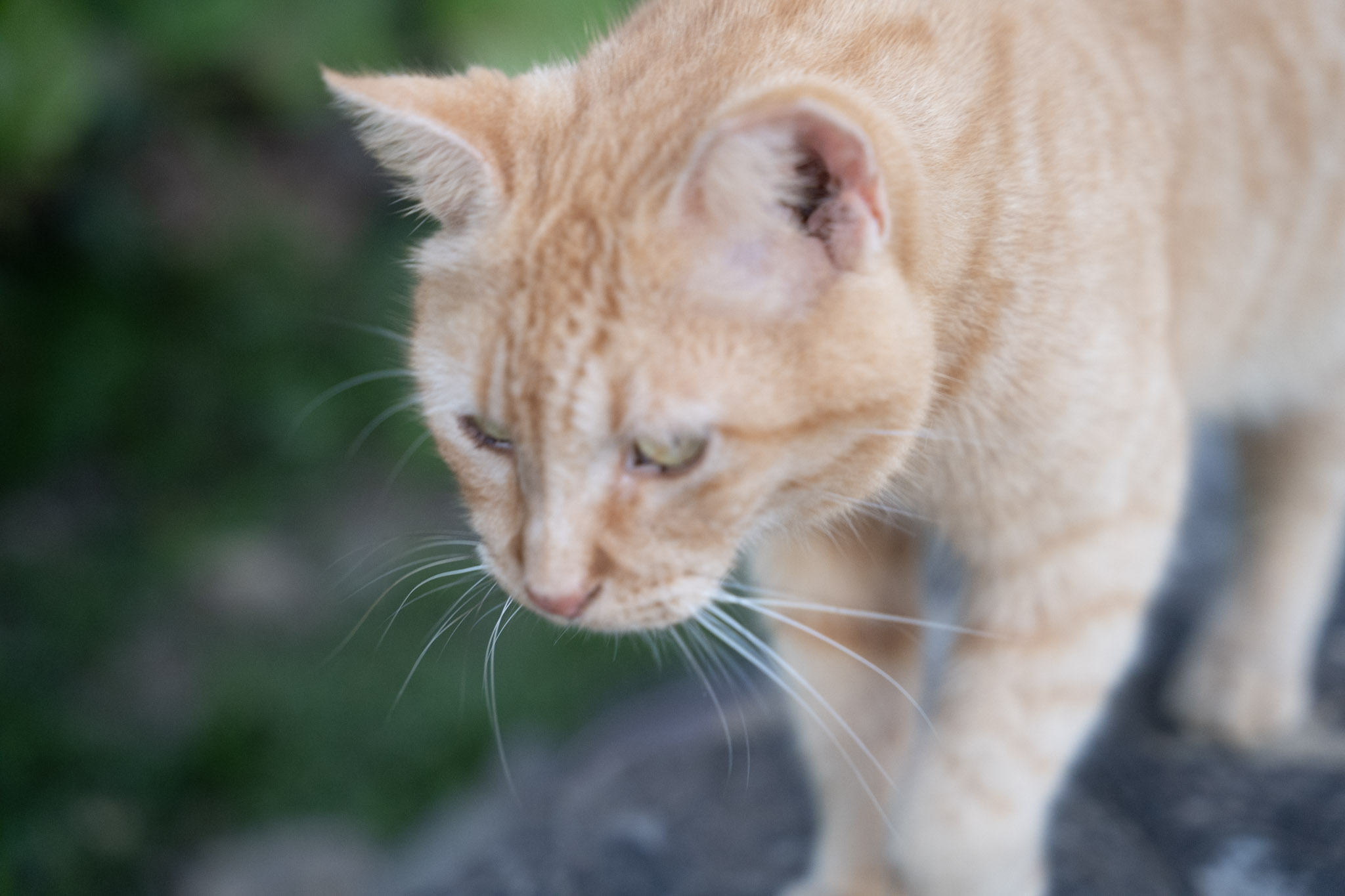 2022-12-24_San_Juan - foto 129