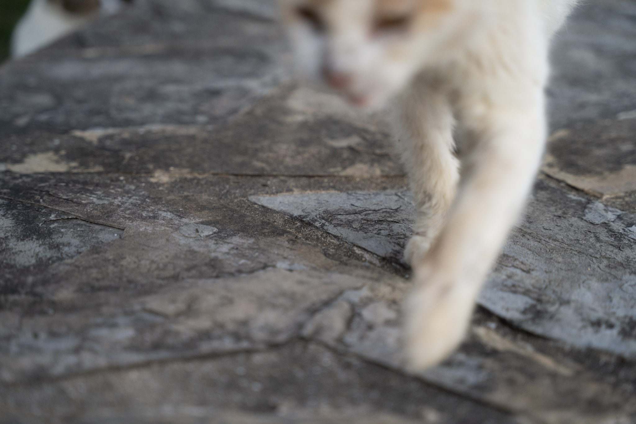 2022-12-24_San_Juan - foto 131