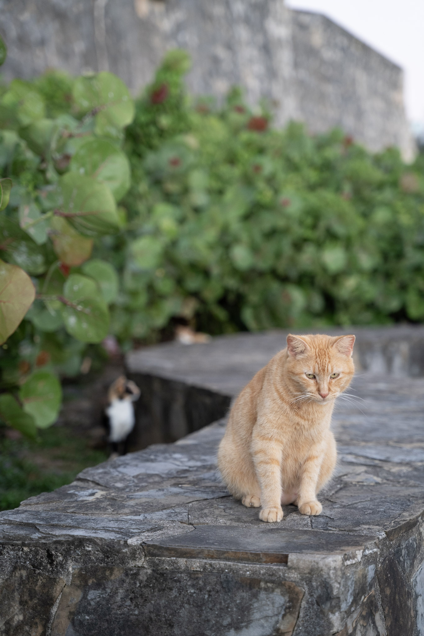 2022-12-24_San_Juan - foto 132