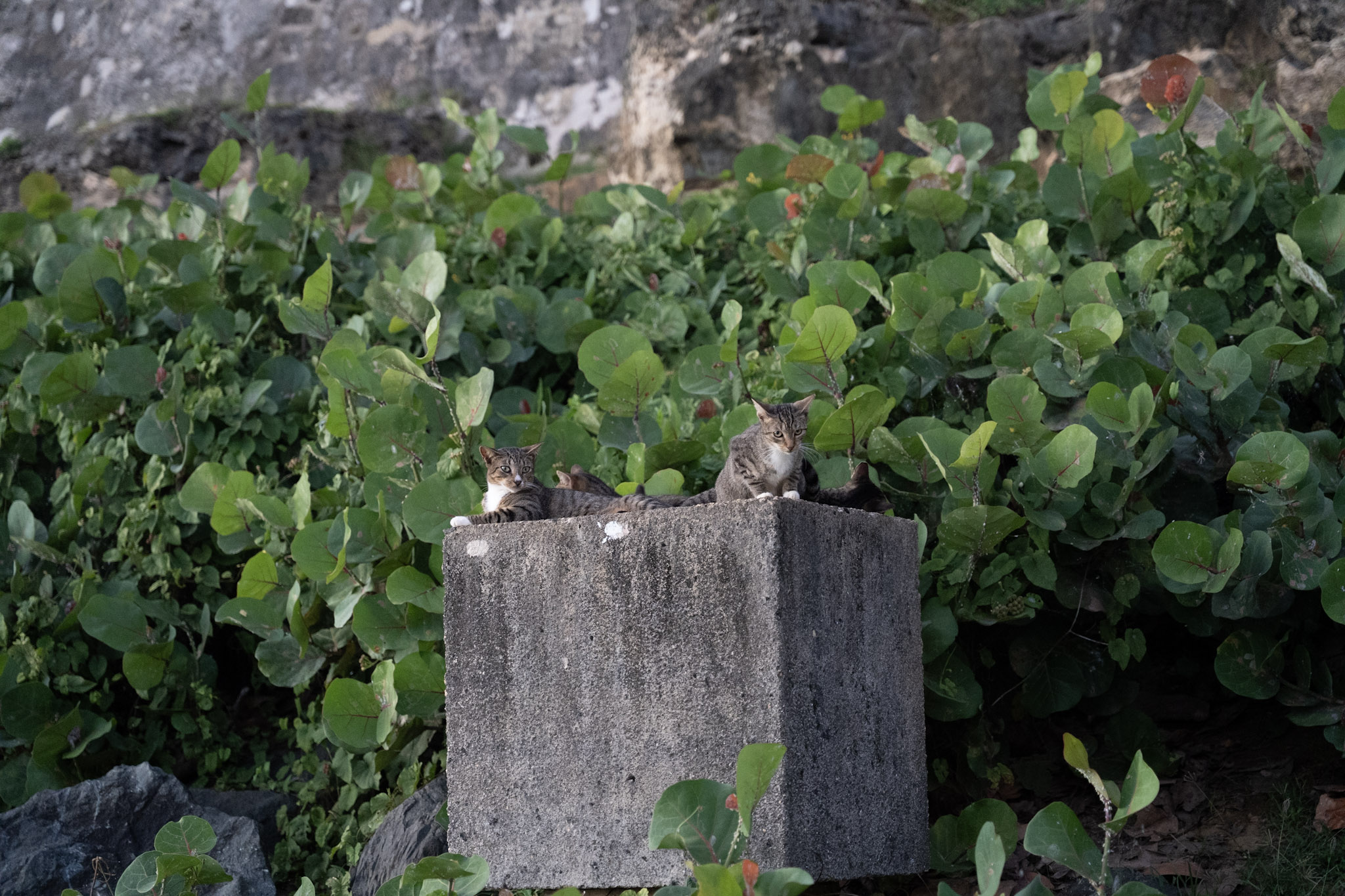 2022-12-24_San_Juan - foto 156