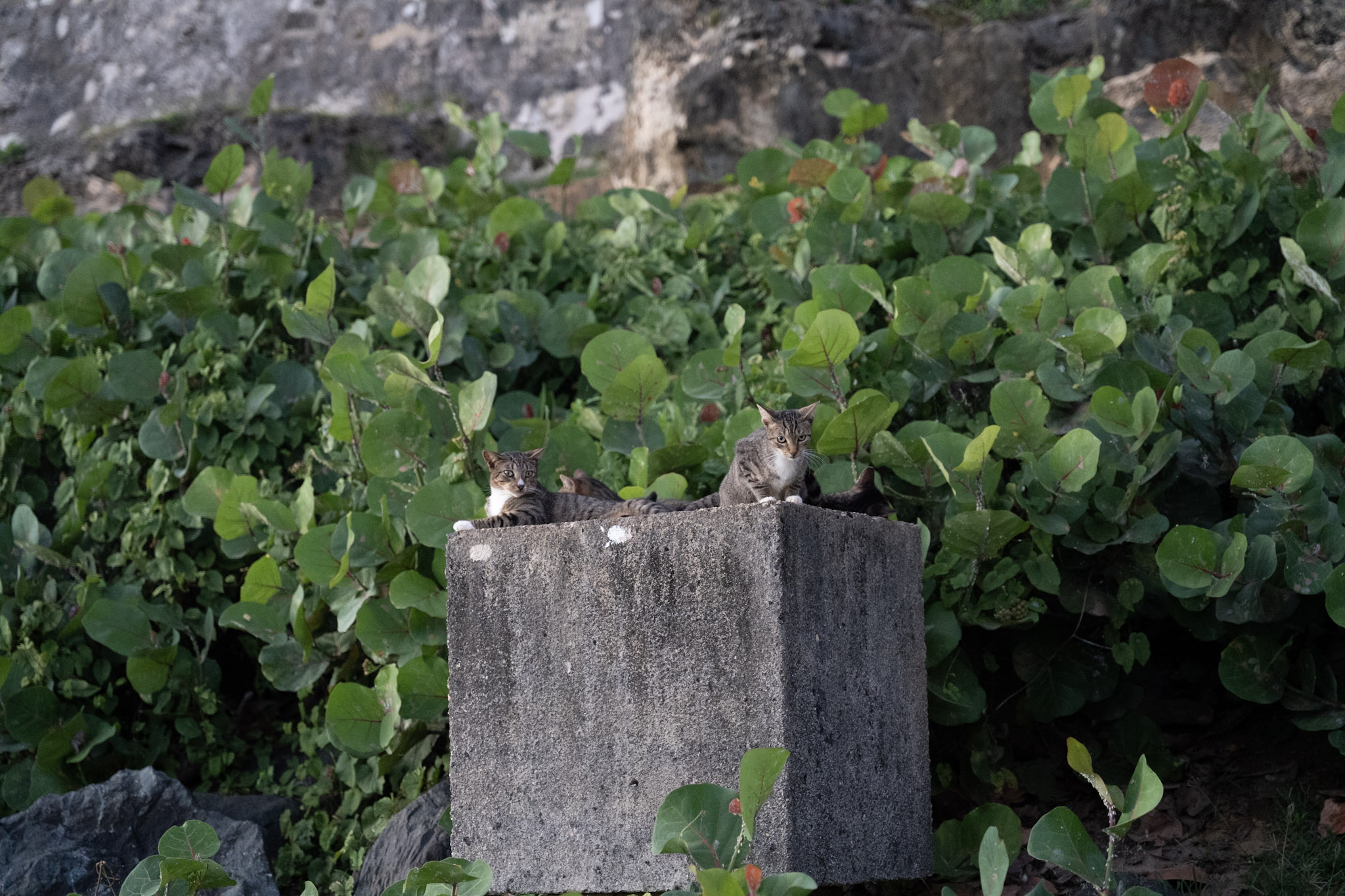 2022-12-24_San_Juan - foto 157