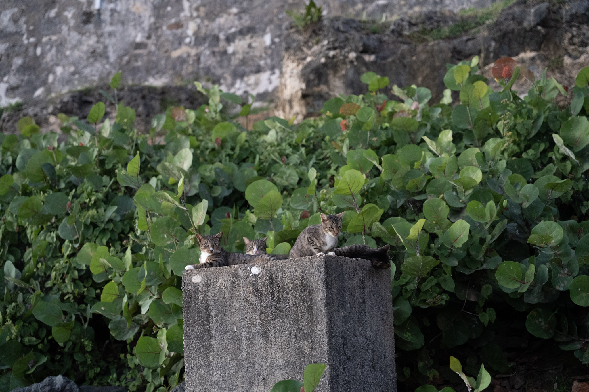 2022-12-24_San_Juan - foto 158