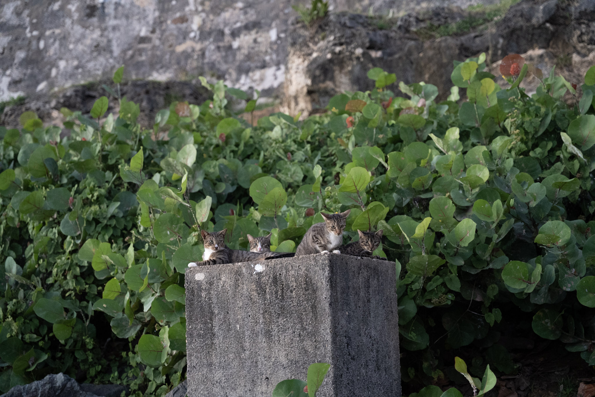 2022-12-24_San_Juan - foto 161