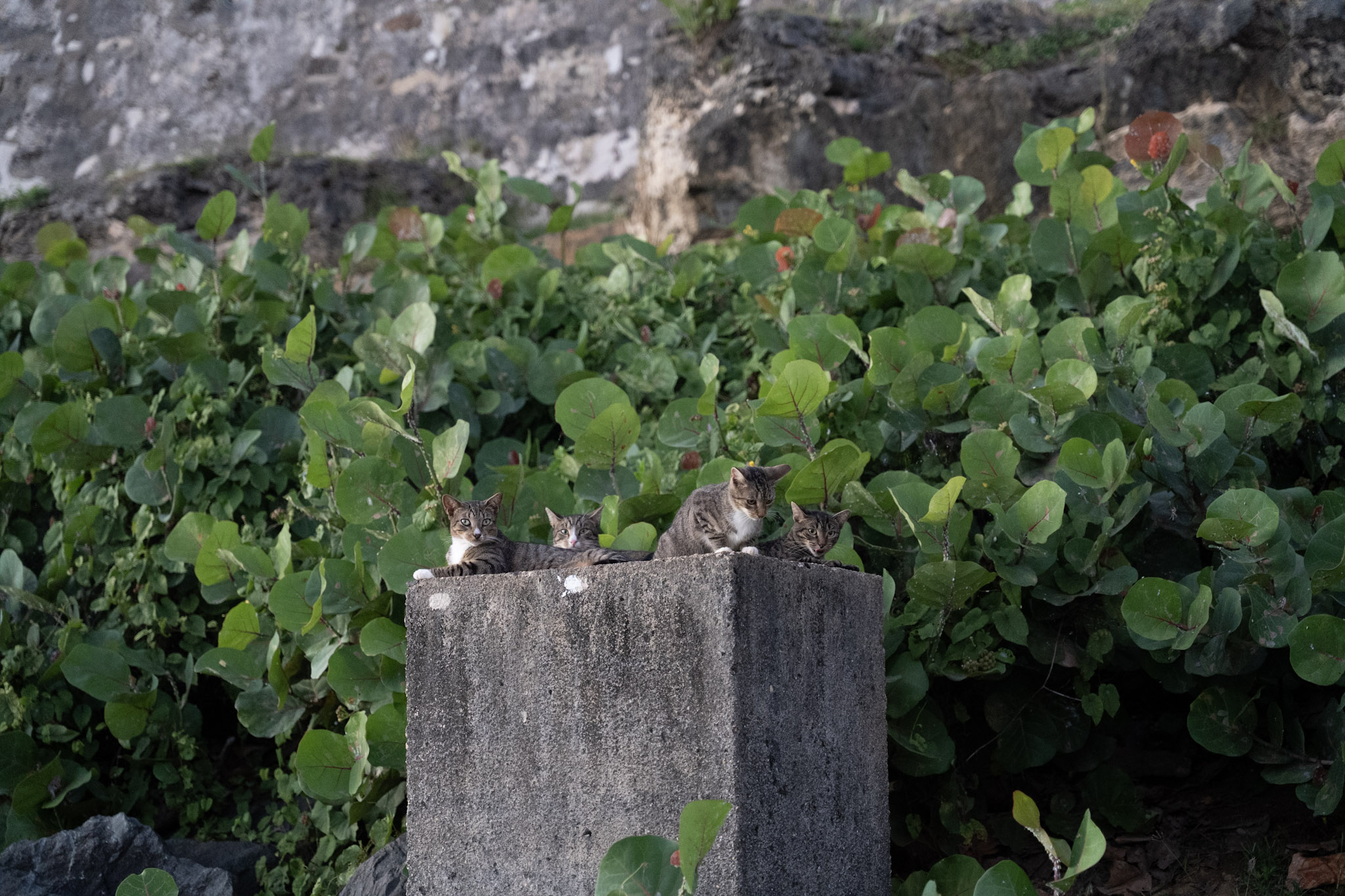 2022-12-24_San_Juan - foto 162