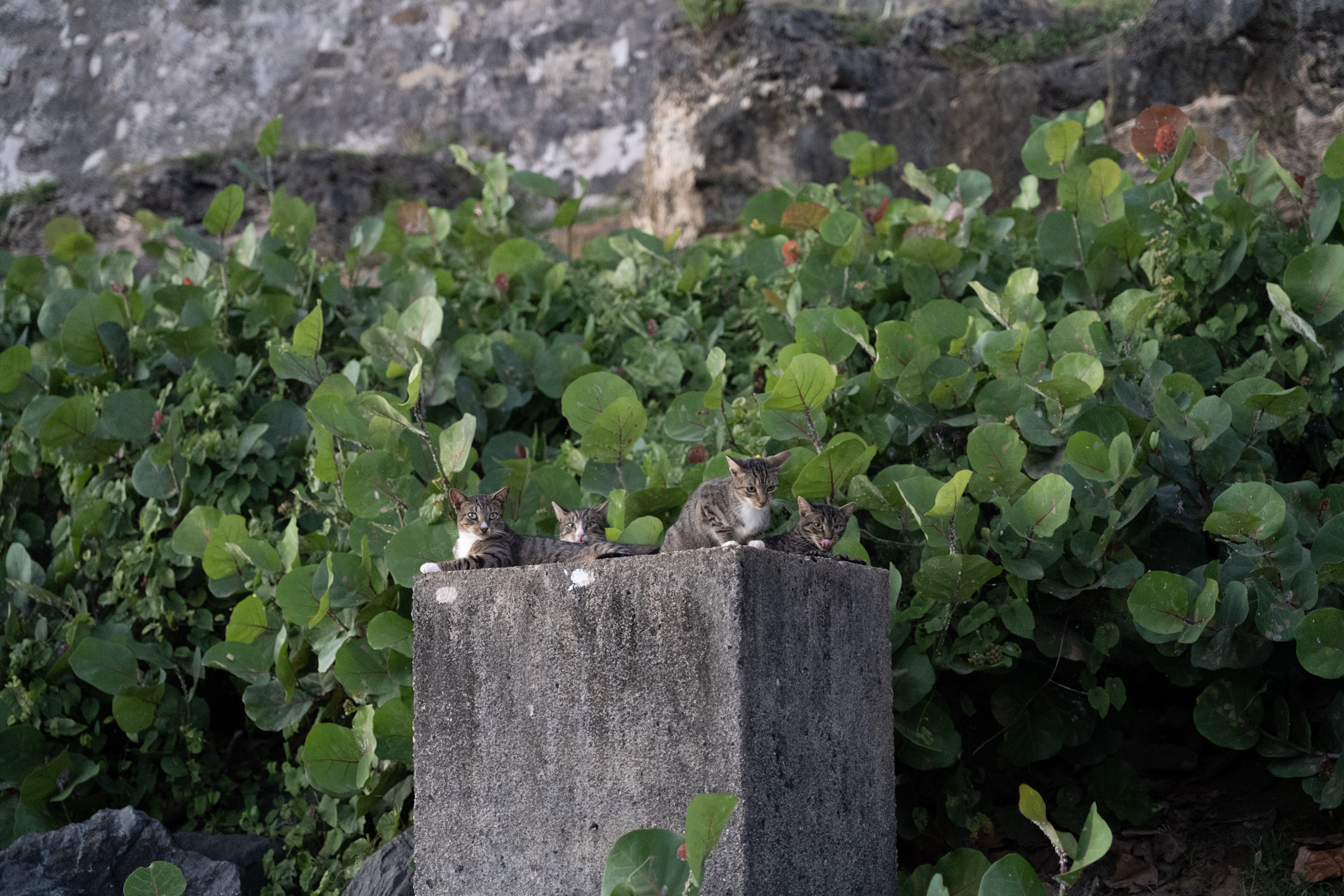 2022-12-24_San_Juan - foto 163