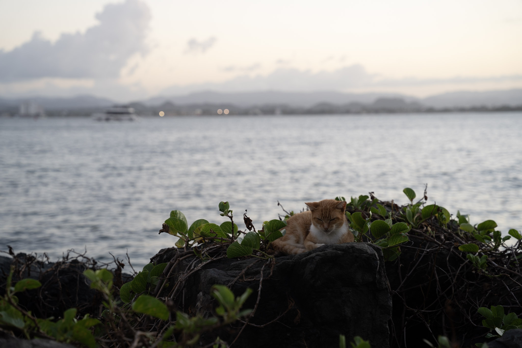 San Juan - foto 109