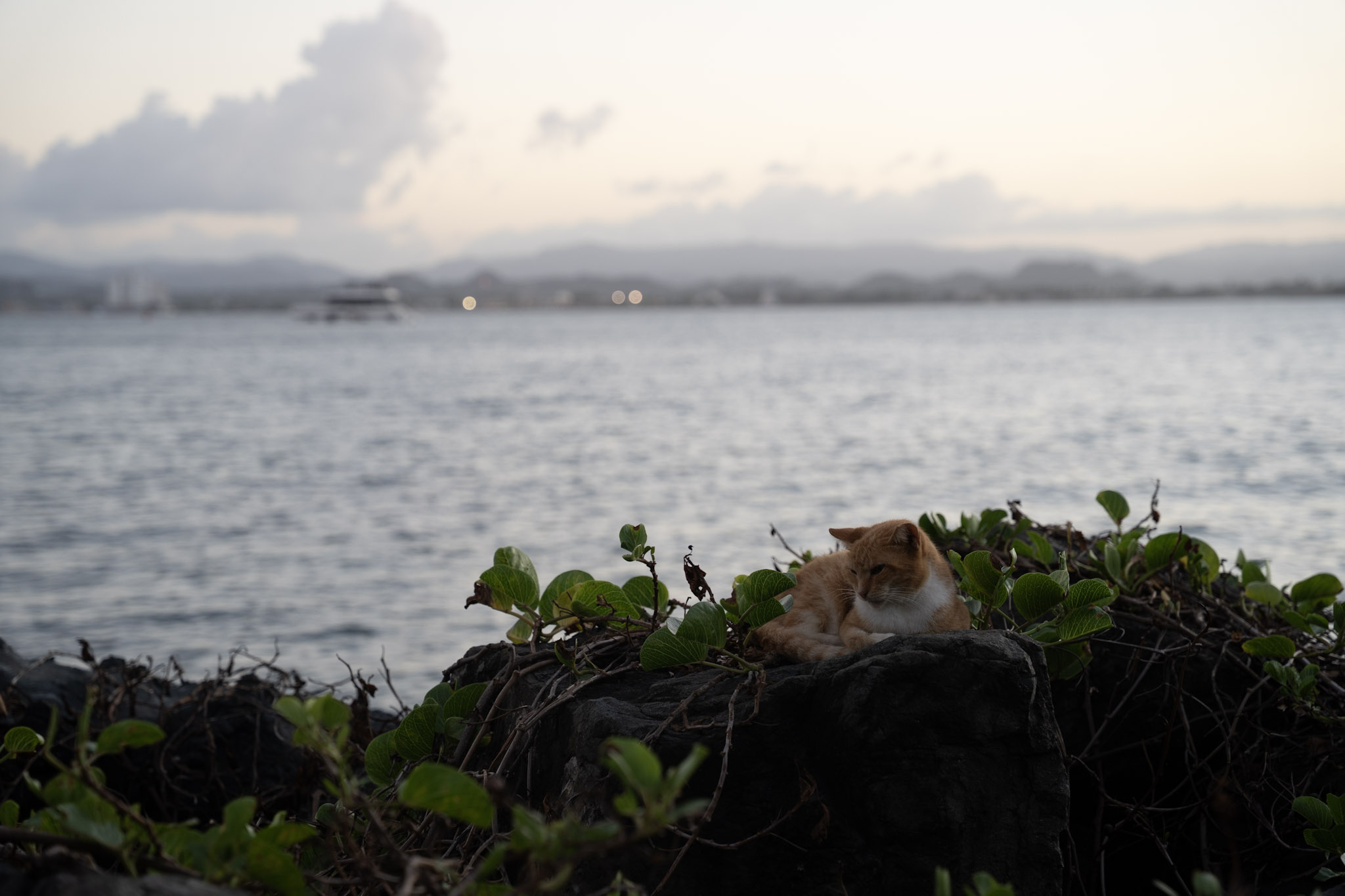 San Juan - foto 111