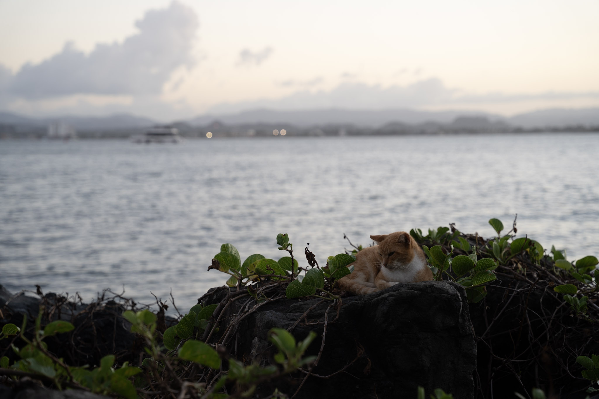 San Juan - foto 112