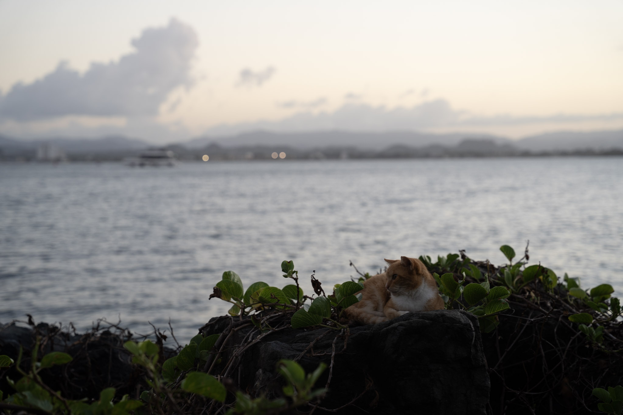 San Juan - foto 113