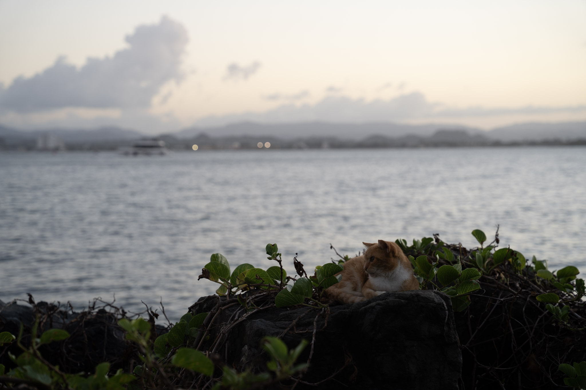 San Juan - foto 114