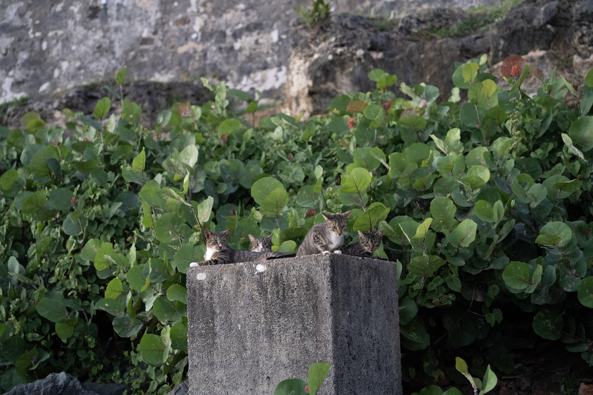 San Juan - foto 160