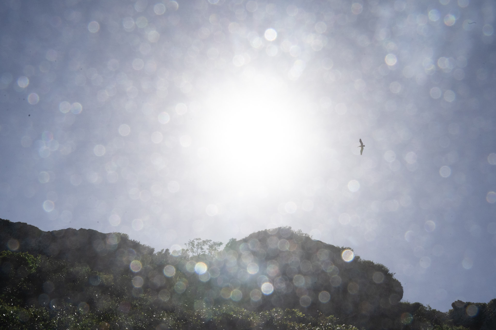 2022-12-26_Survivor_Beach - foto 148