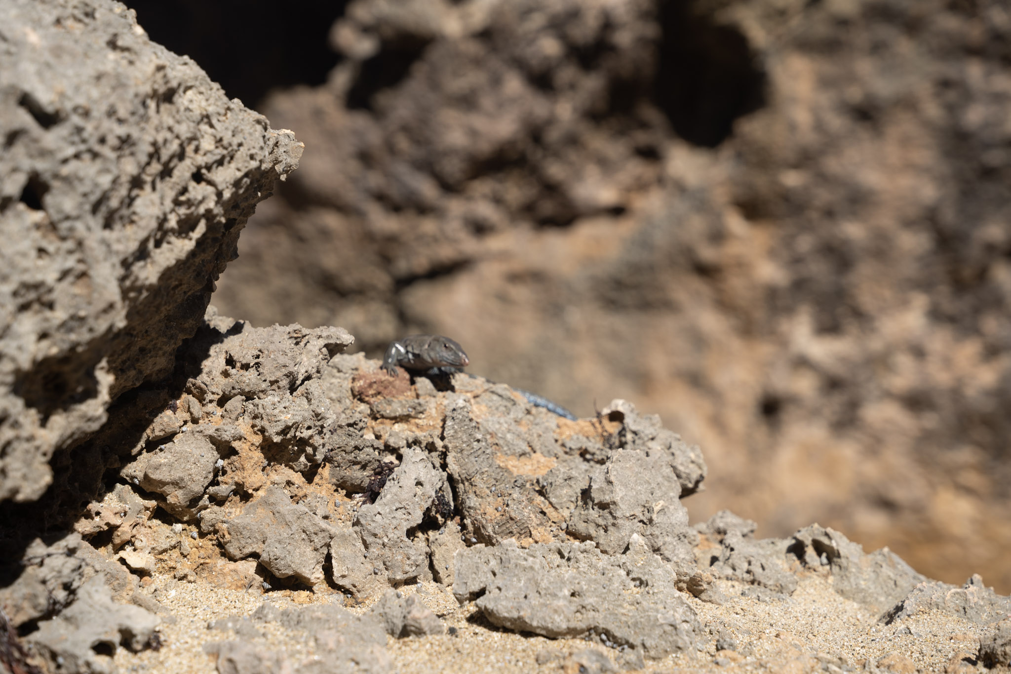 2022-12-26_Survivor_Beach - foto 165