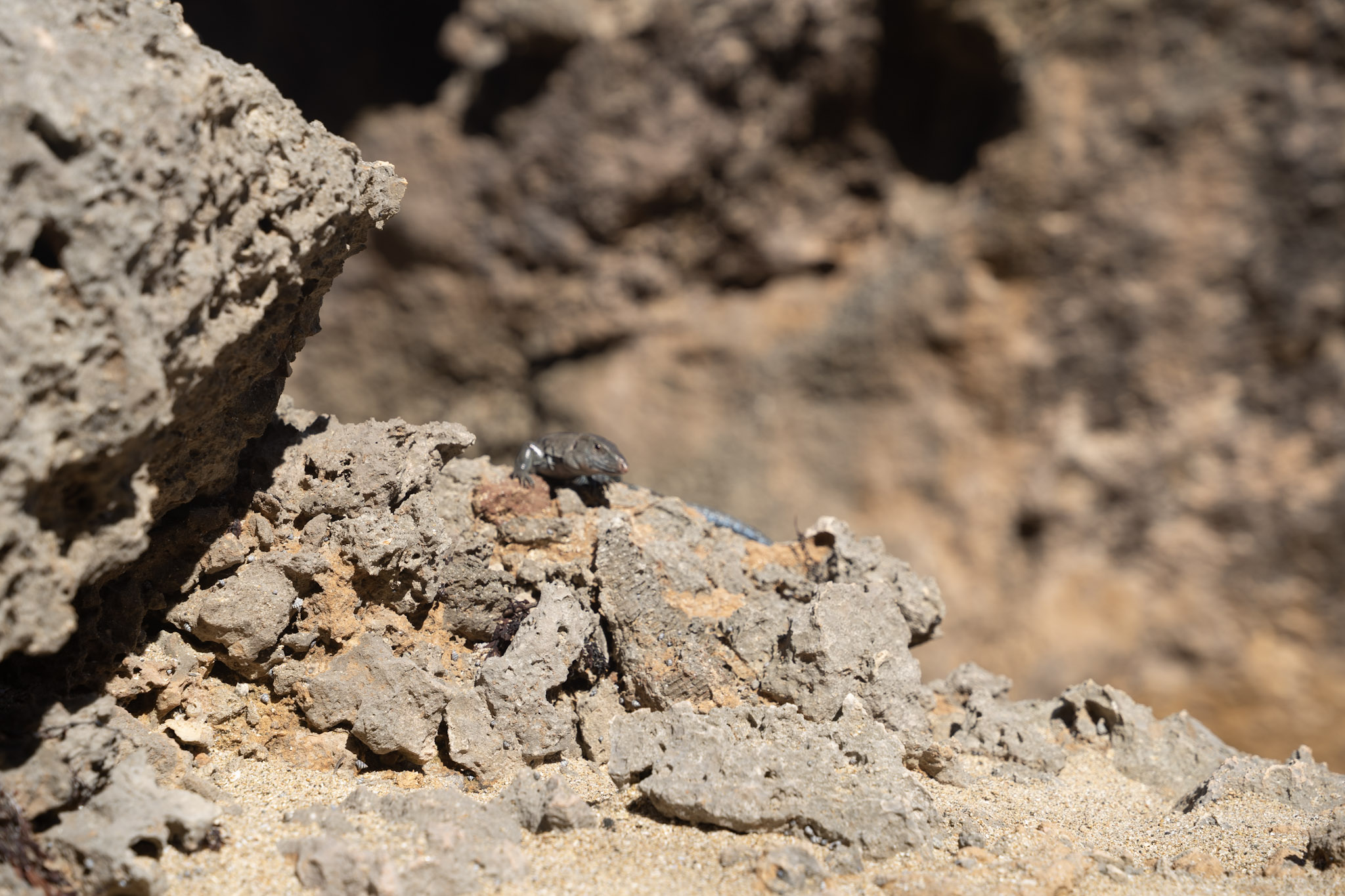 2022-12-26_Survivor_Beach - foto 166