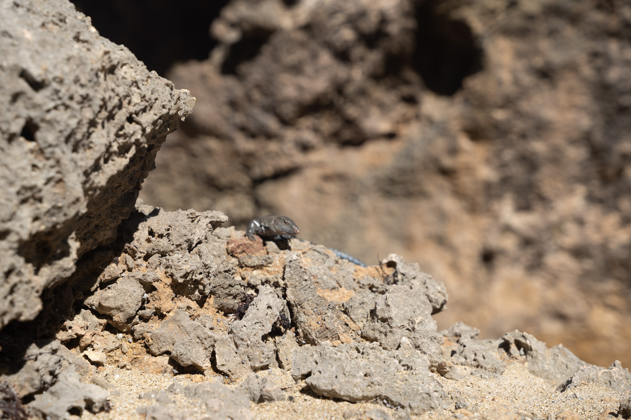 2022-12-26_Survivor_Beach - foto 167