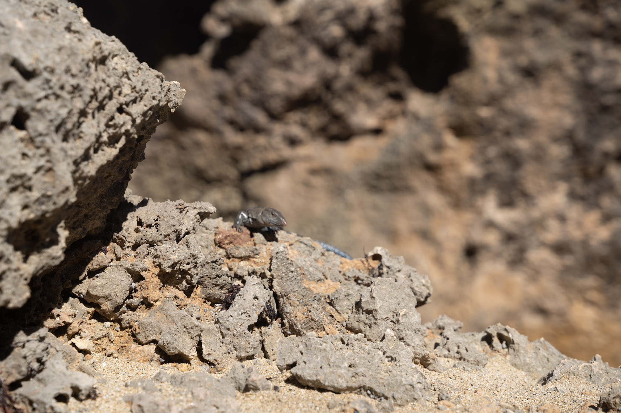 2022-12-26_Survivor_Beach - foto 168