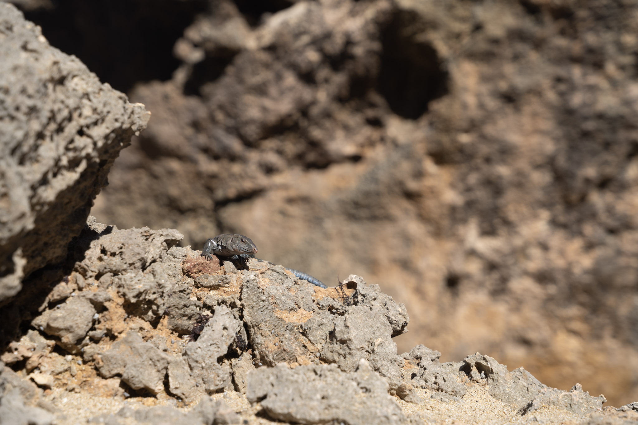 2022-12-26_Survivor_Beach - foto 170