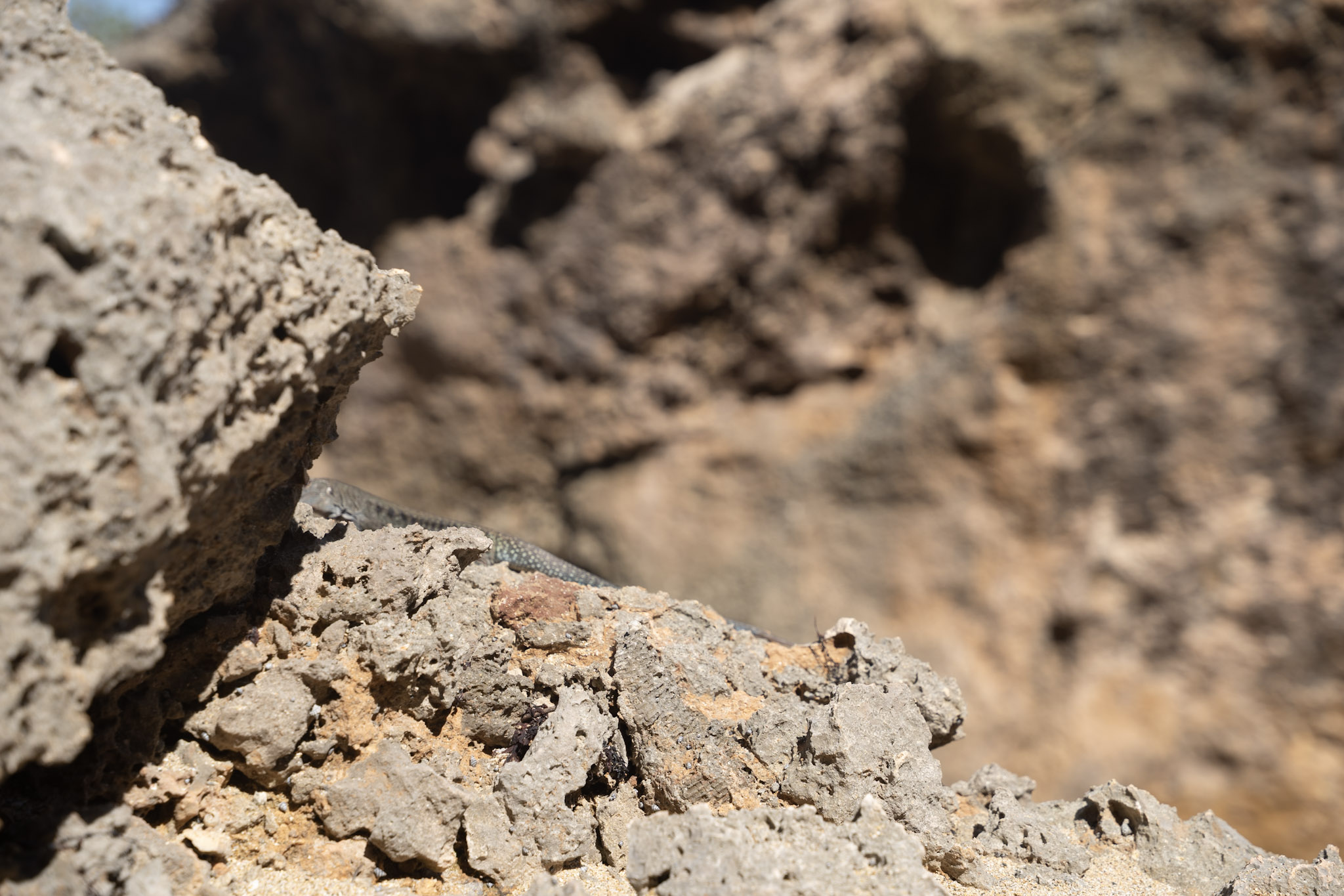 2022-12-26_Survivor_Beach - foto 171