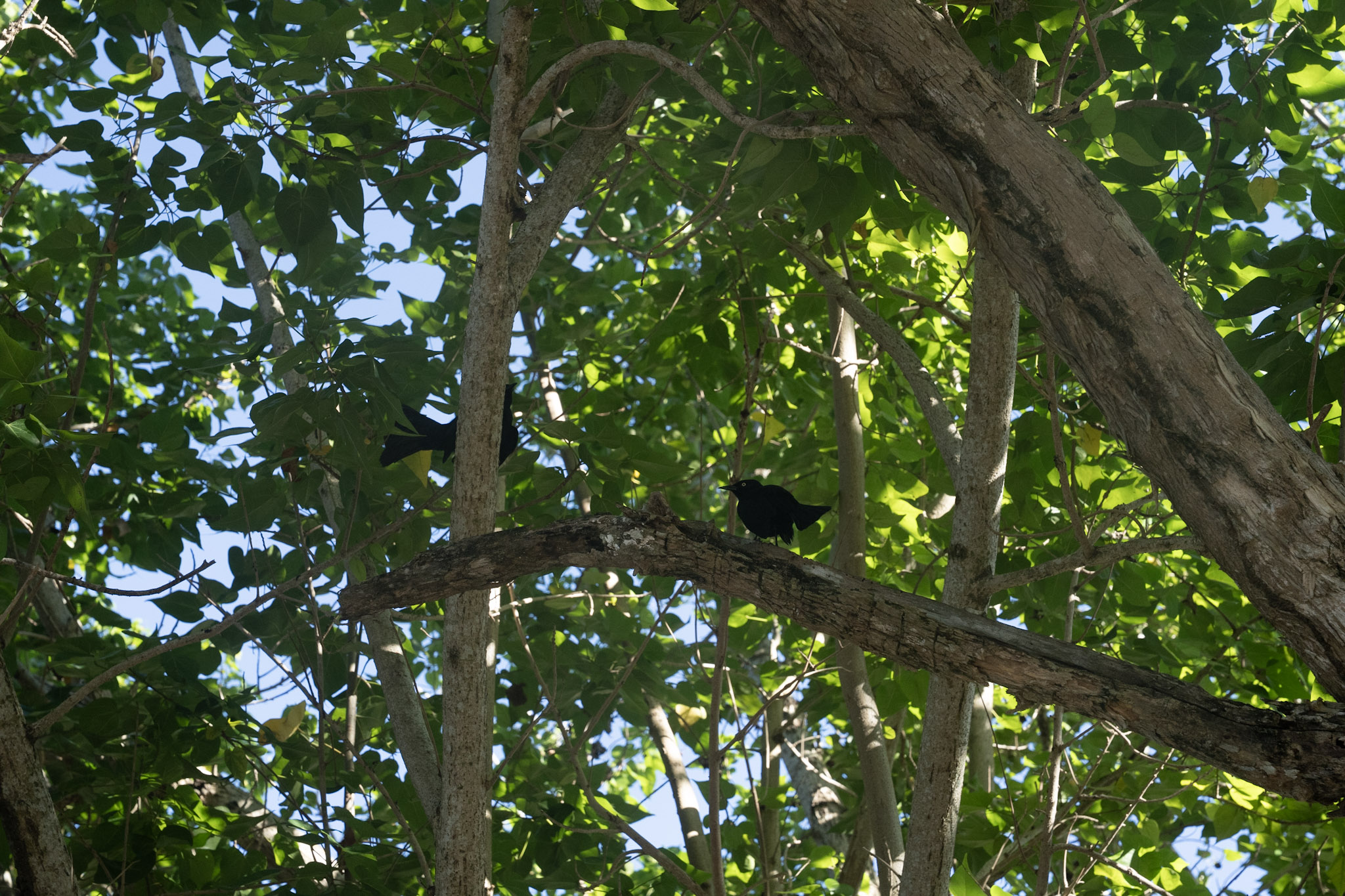 2022-12-29_Buye - foto 20