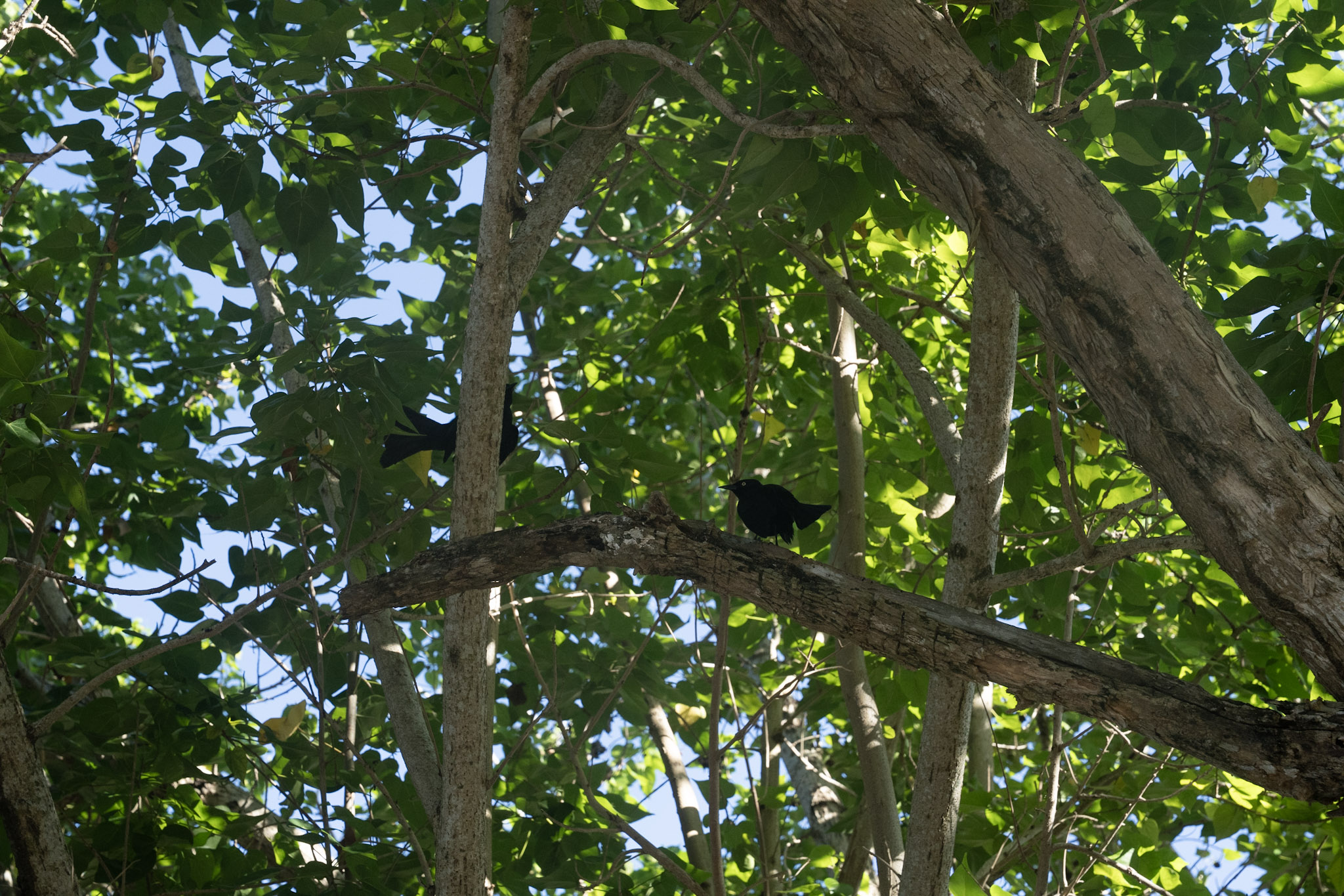 2022-12-29_Buye - foto 21