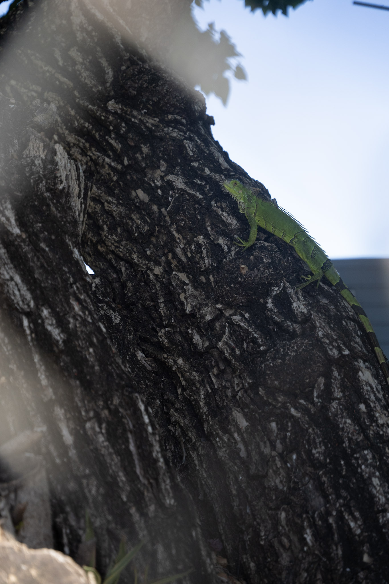 2022-12-29_Buye - foto 95