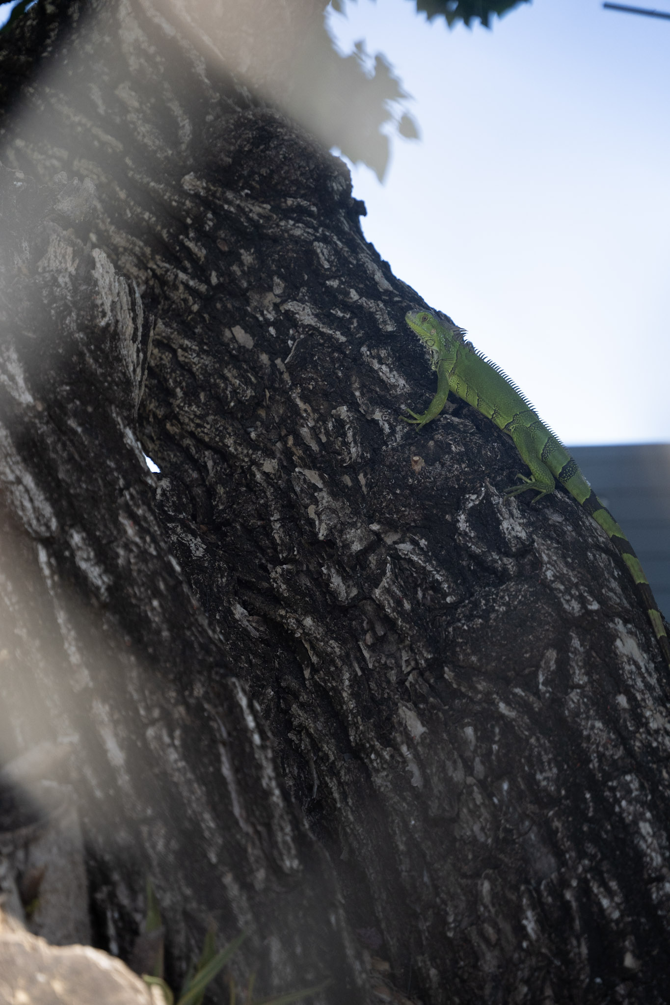 2022-12-29_Buye - foto 96