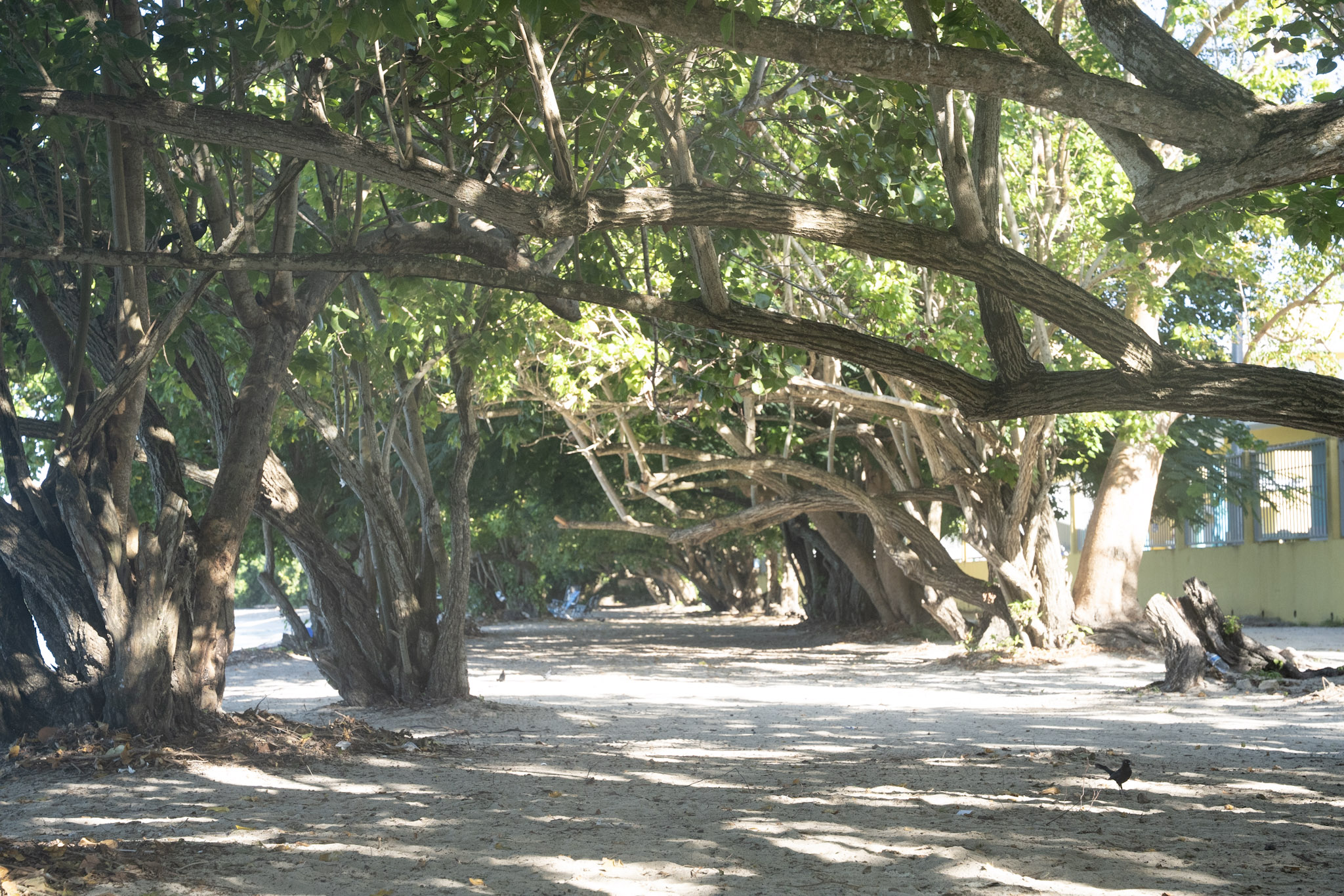Buye - foto 6