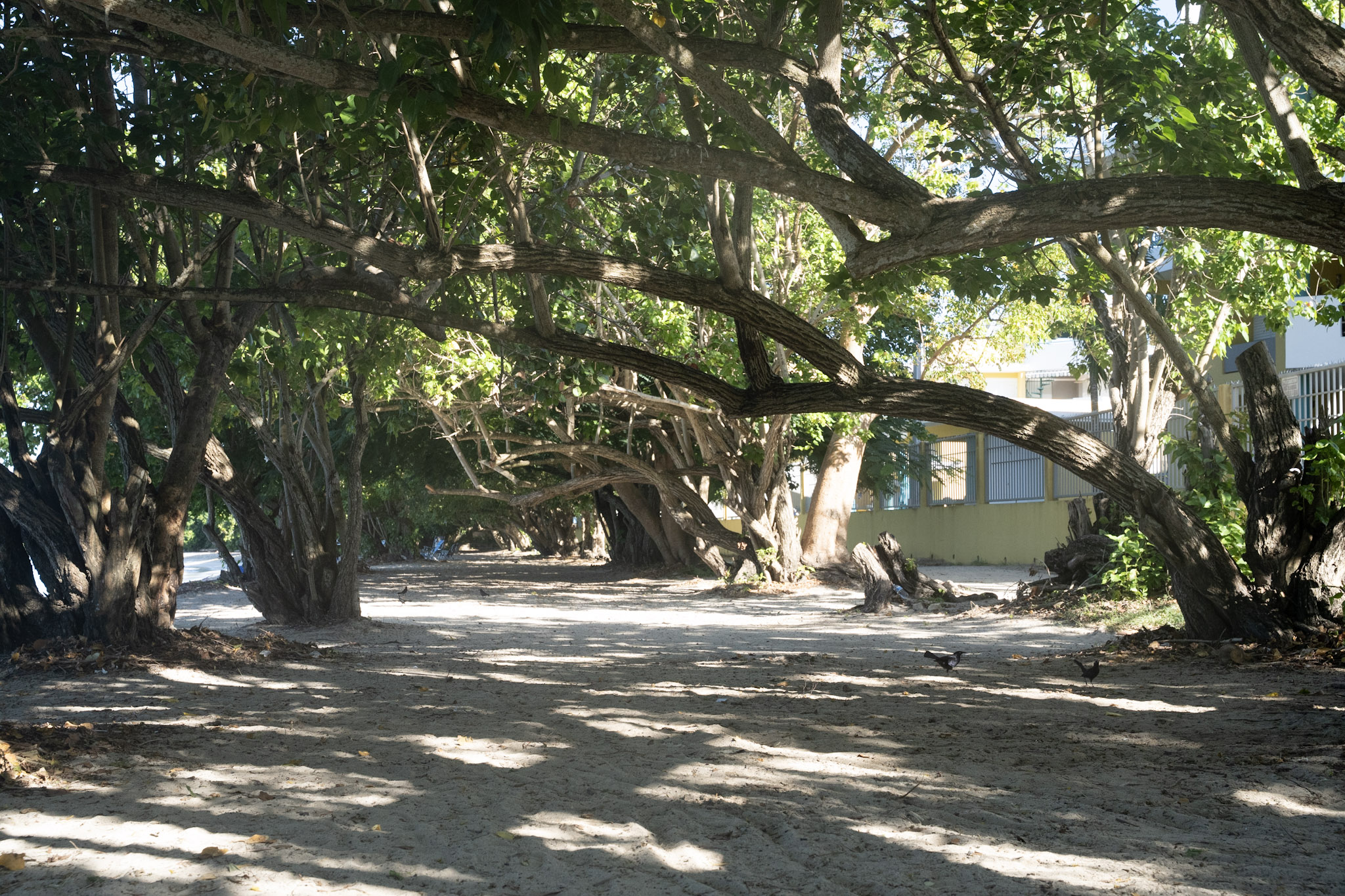 Buye - foto 11