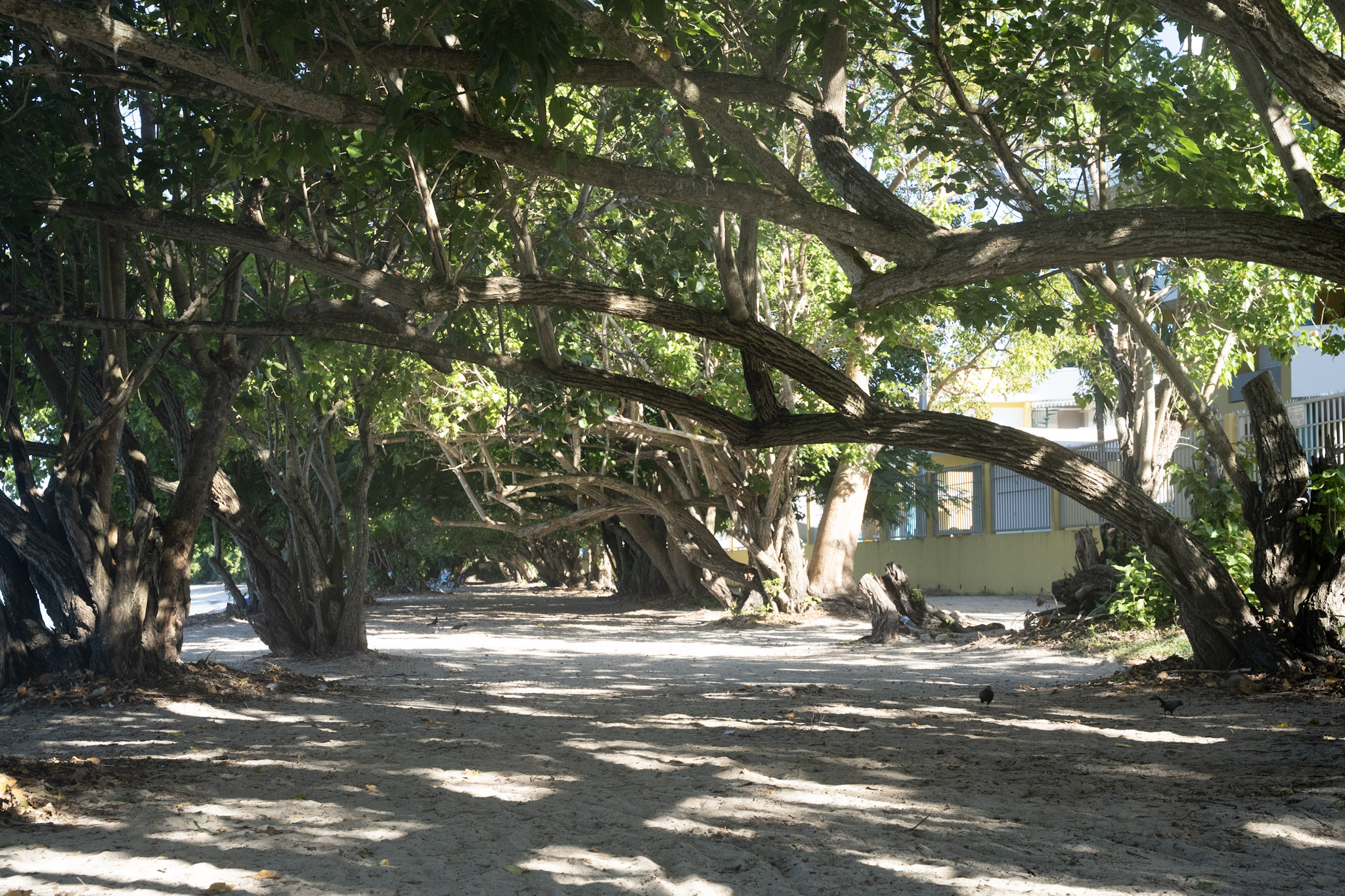 Buye - foto 13