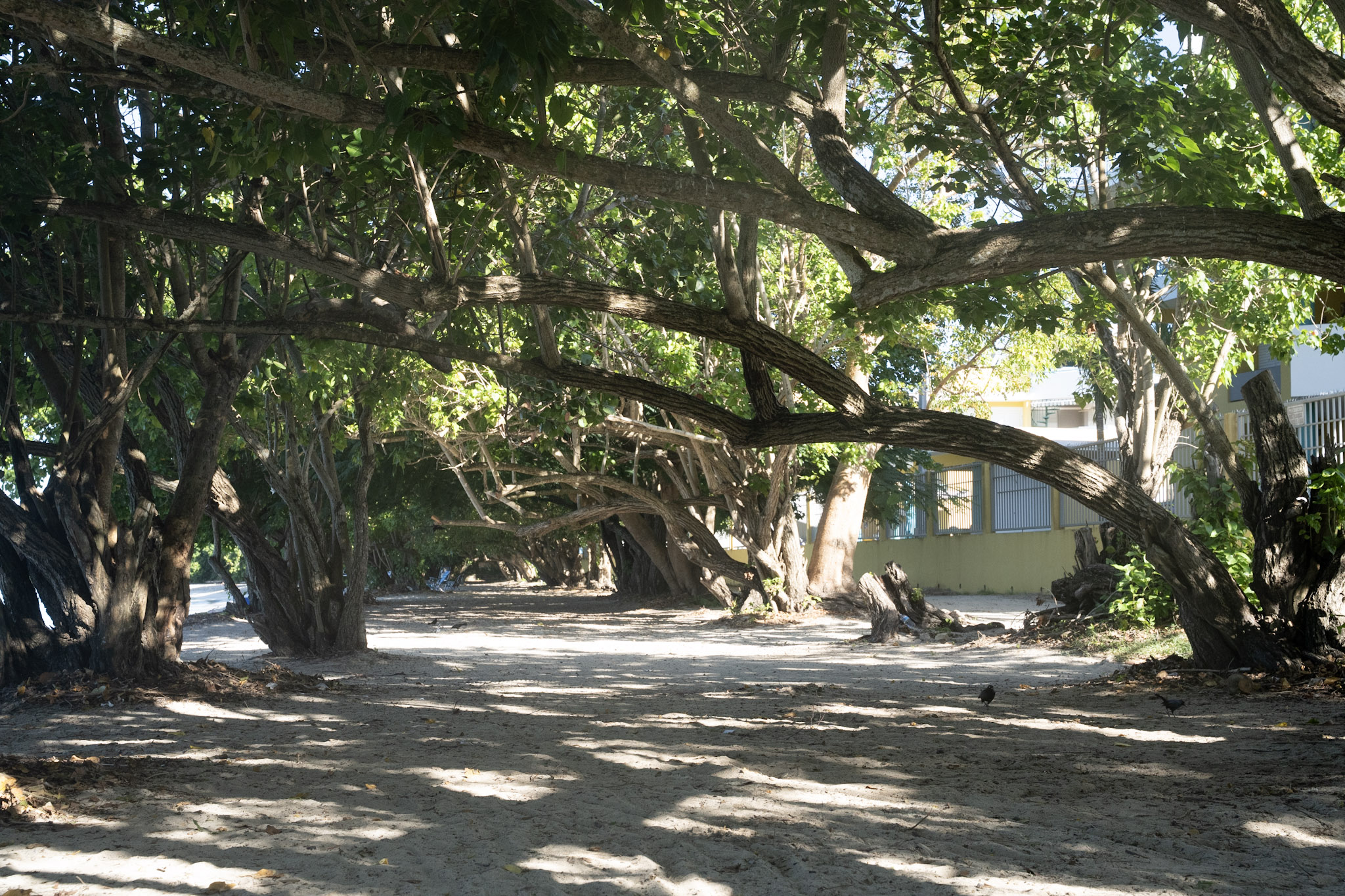 Buye - foto 14