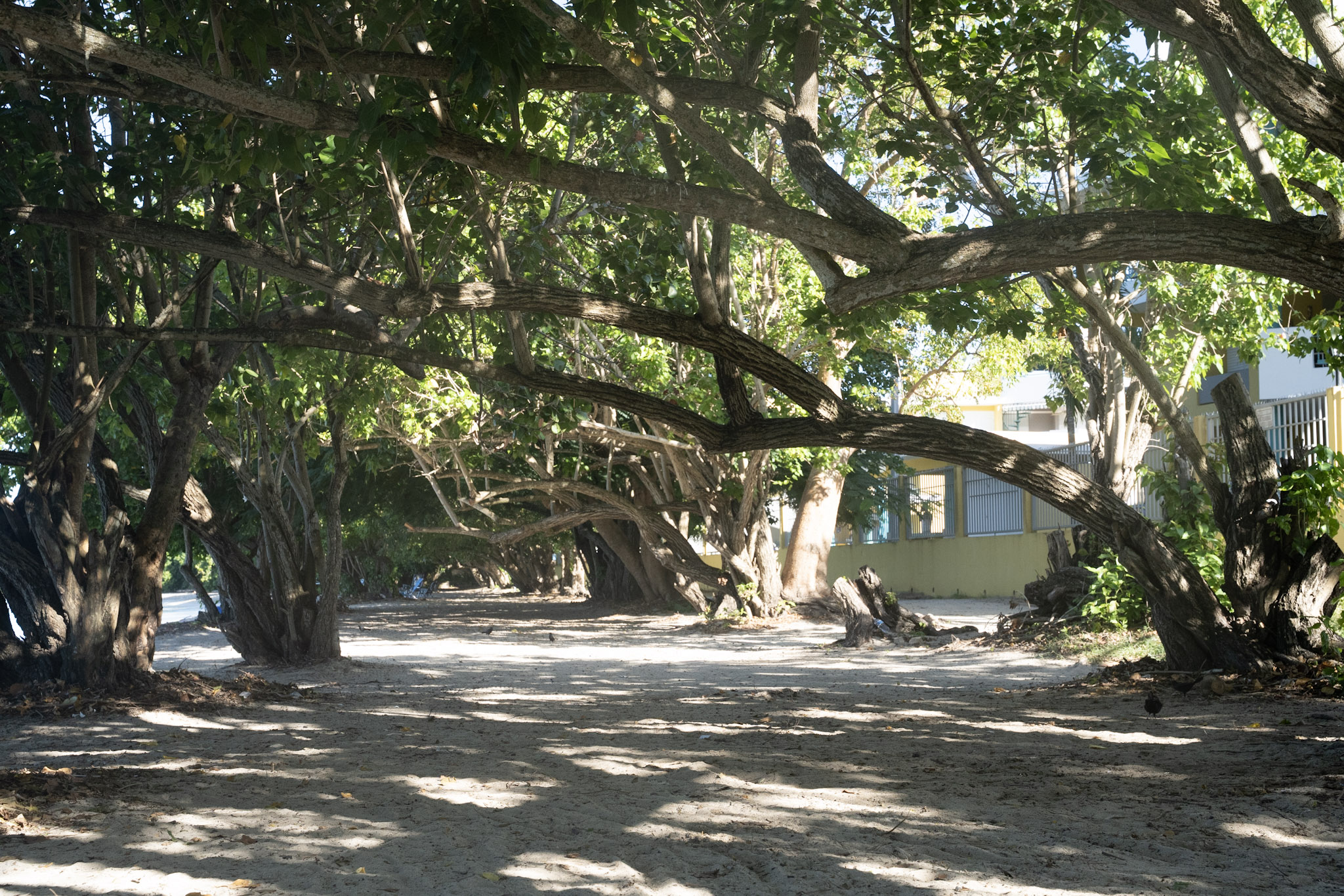 Buye - foto 15