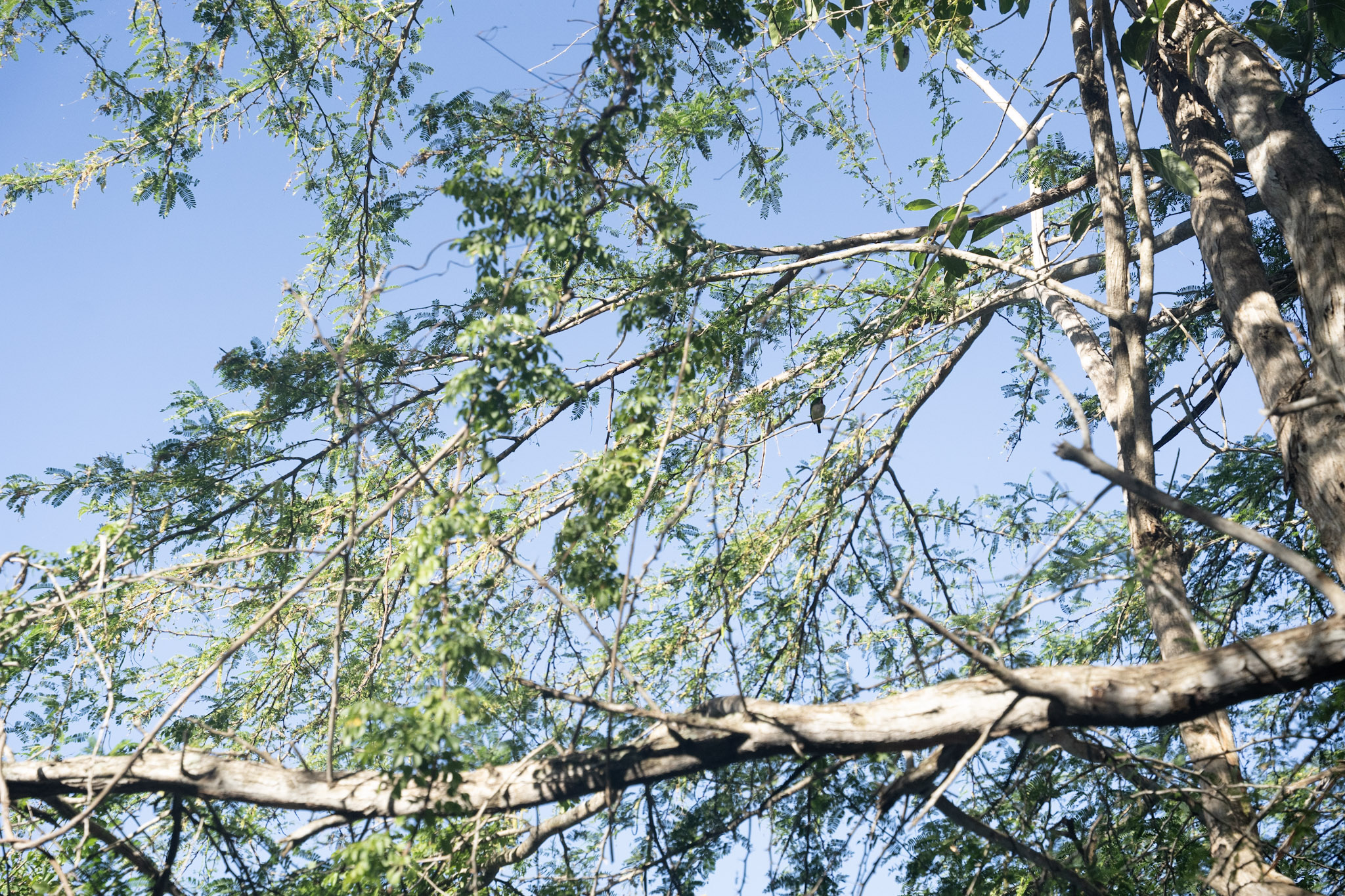 2022-12-29_Cafe_Mis_Abuelos