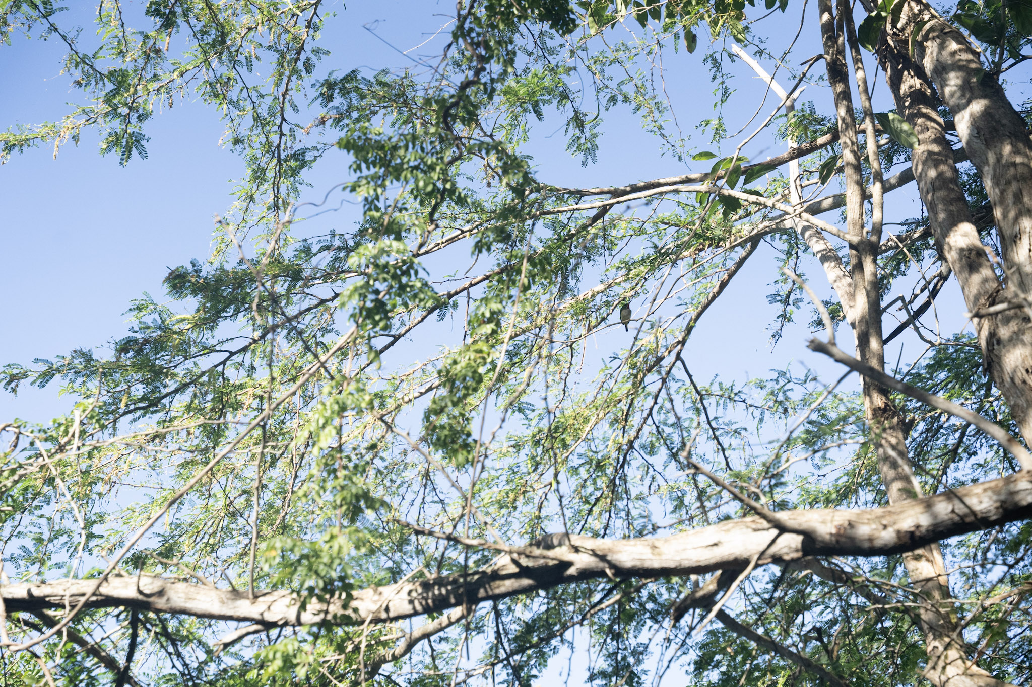 2022-12-29_Cafe_Mis_Abuelos - foto 2