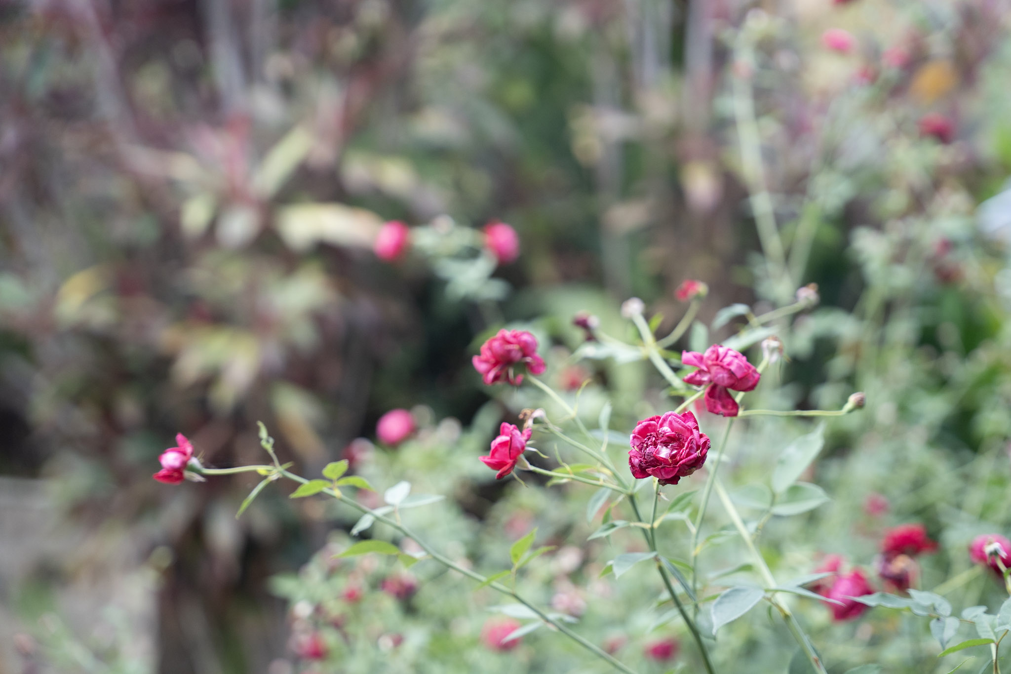 2022-12-29_Cafe_Mis_Abuelos - foto 38