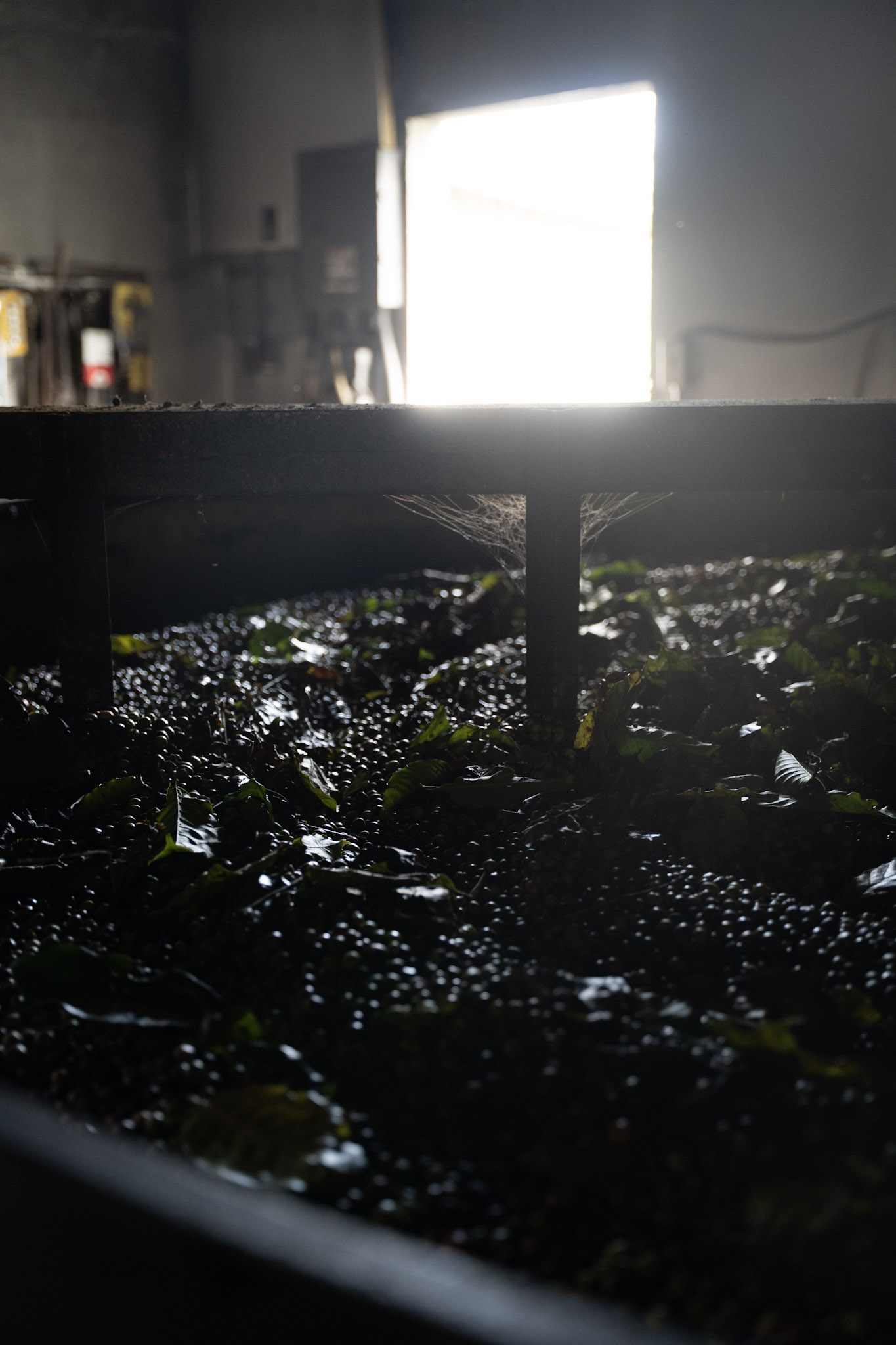 2022-12-29_Cafe_Mis_Abuelos - foto 48