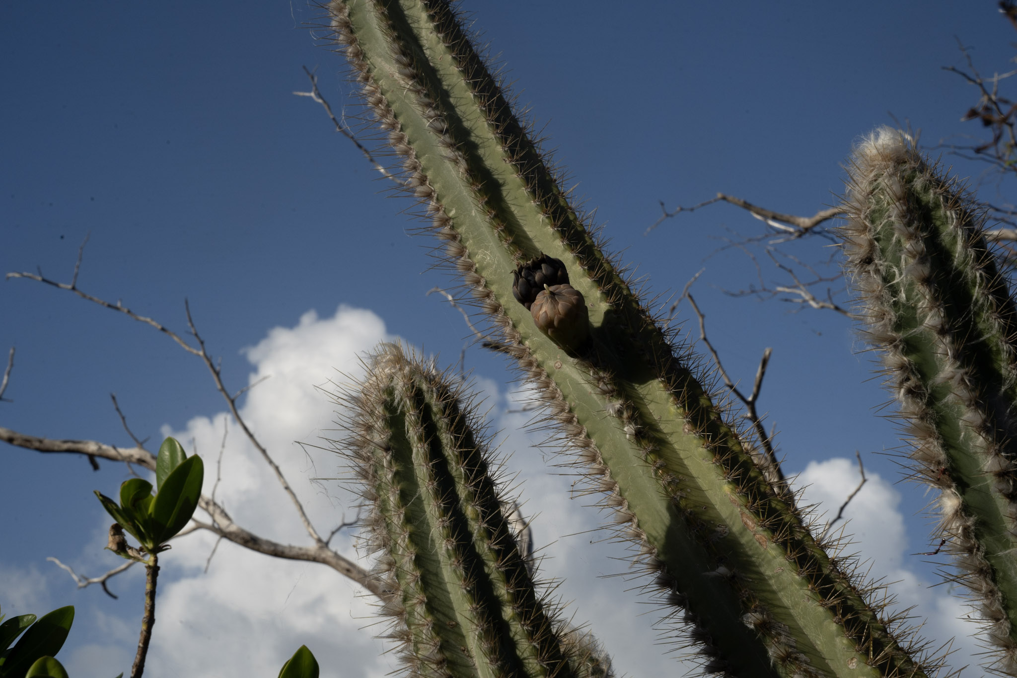 2022-12-29_Faro - foto 34