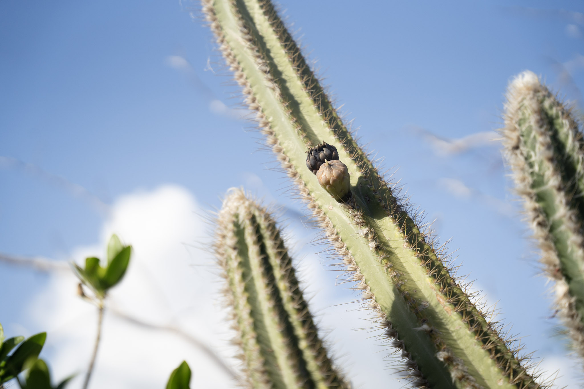 2022-12-29_Faro - foto 35