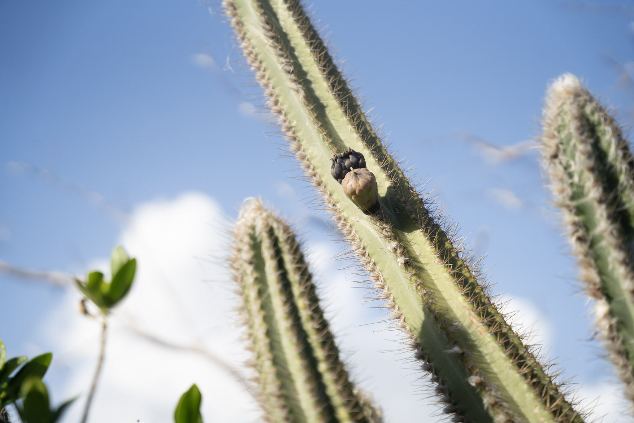 2022-12-29_Faro - foto 37