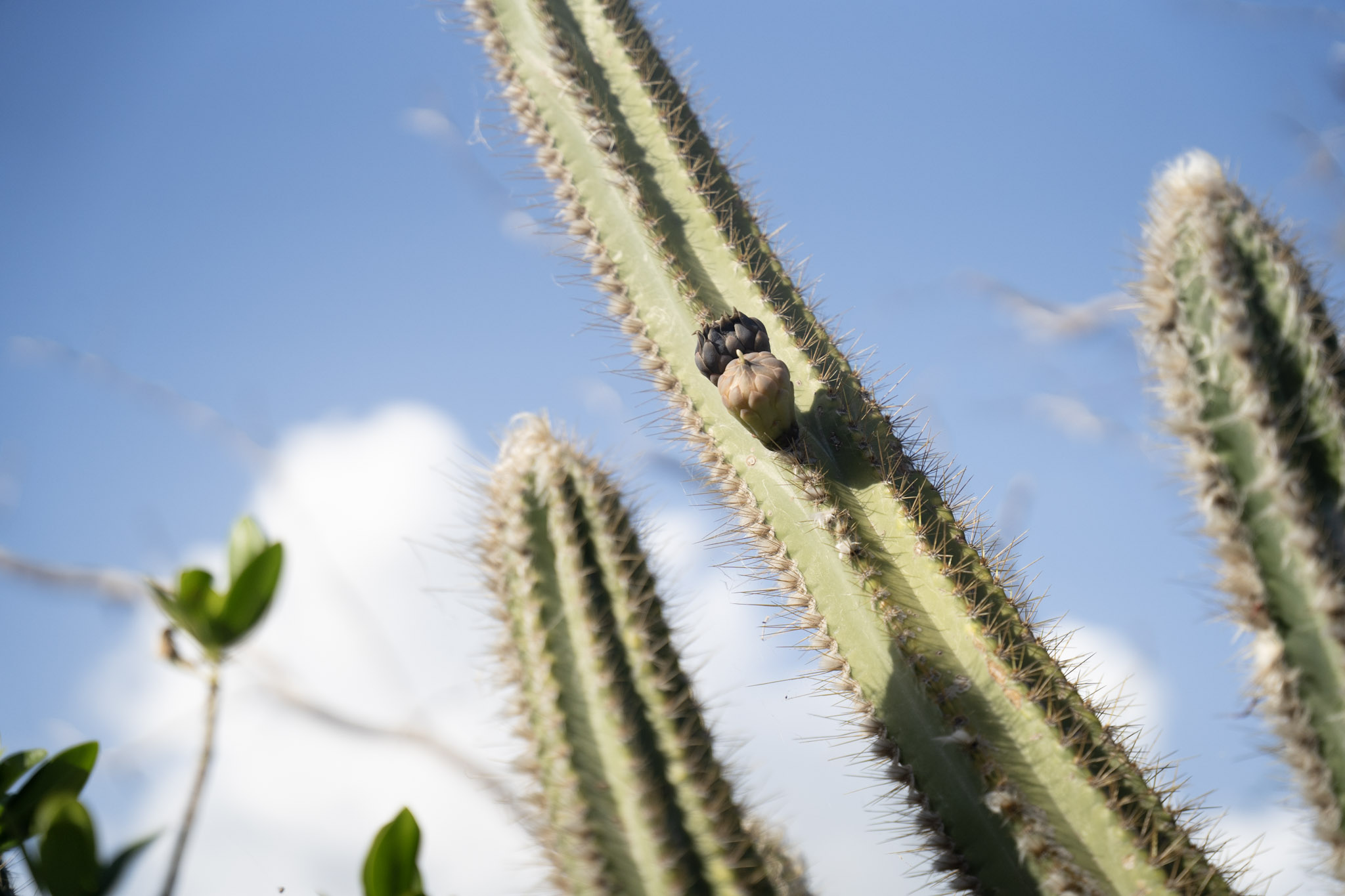 2022-12-29_Faro - foto 38