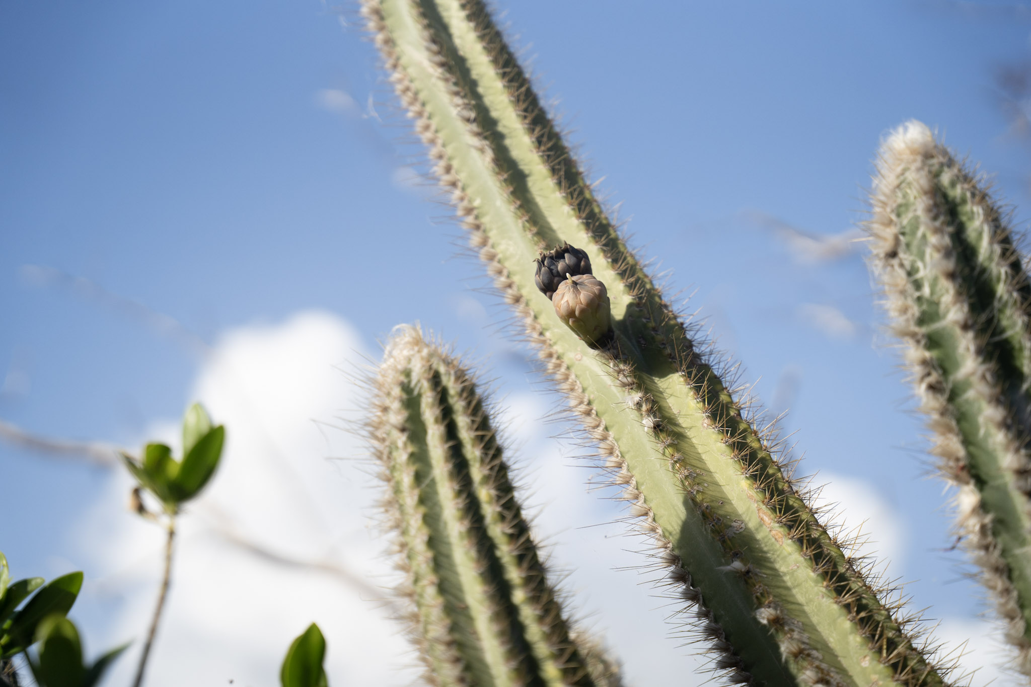 2022-12-29_Faro - foto 39