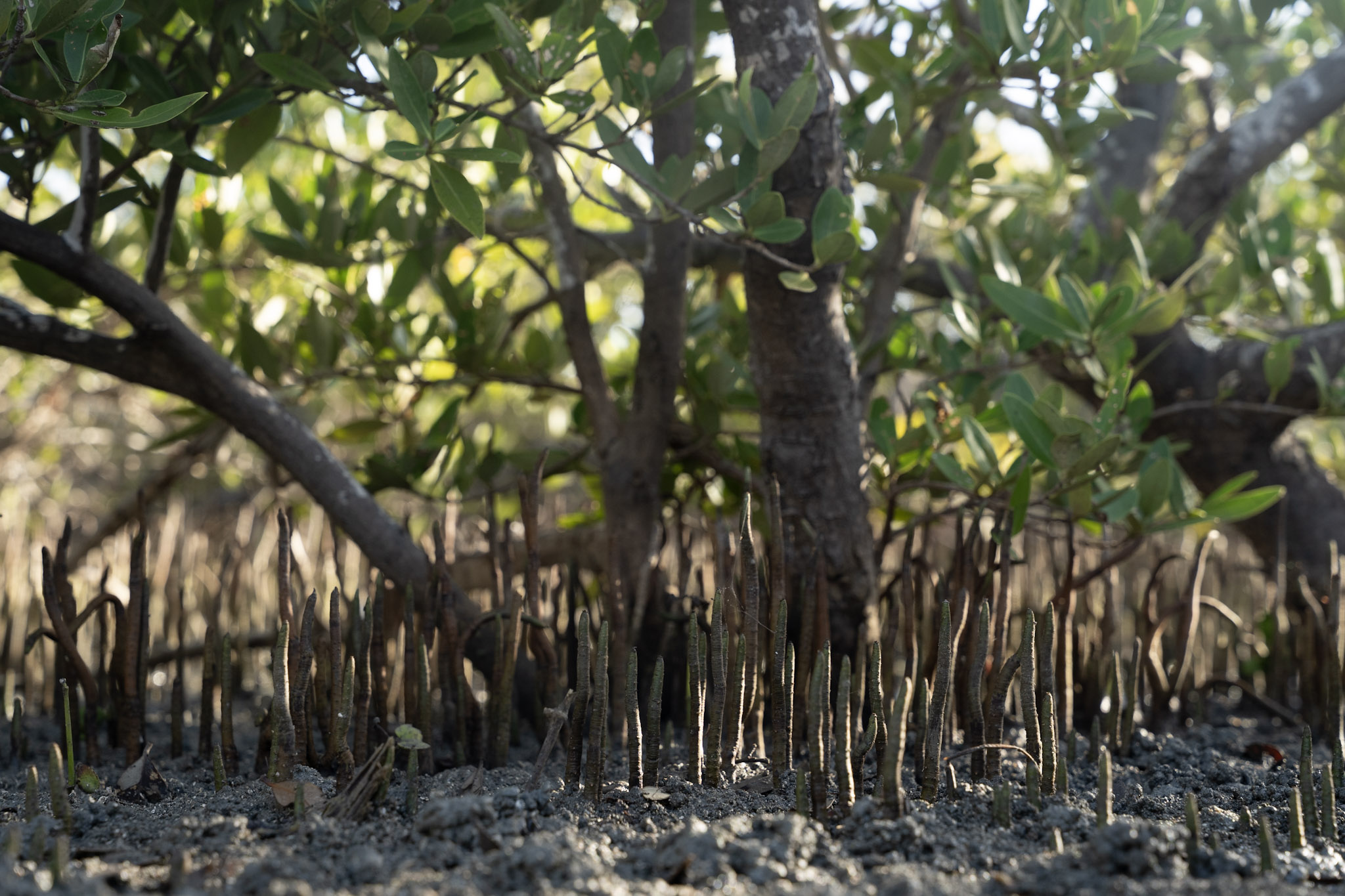 Faro - foto 14