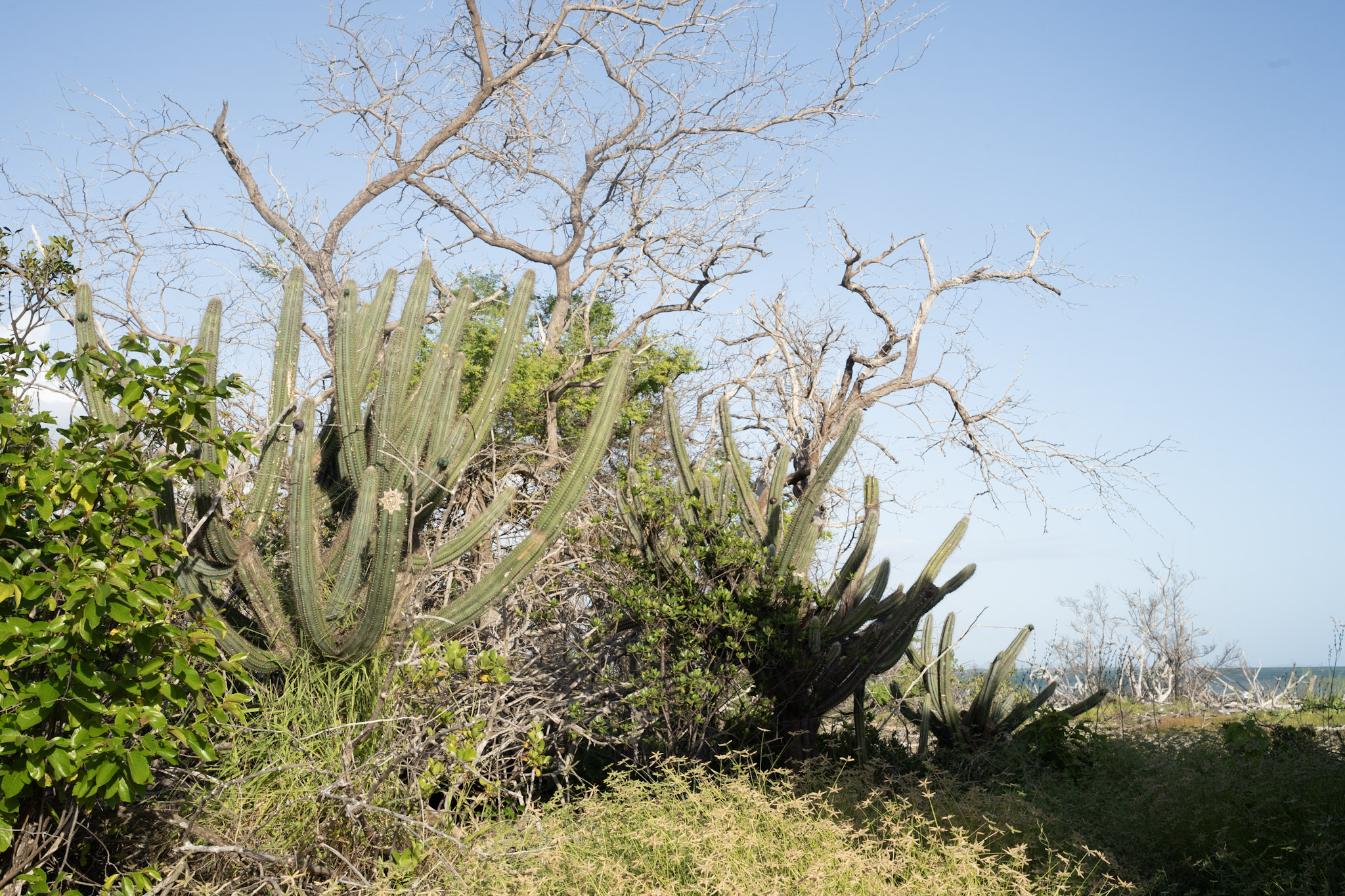 Faro - foto 29
