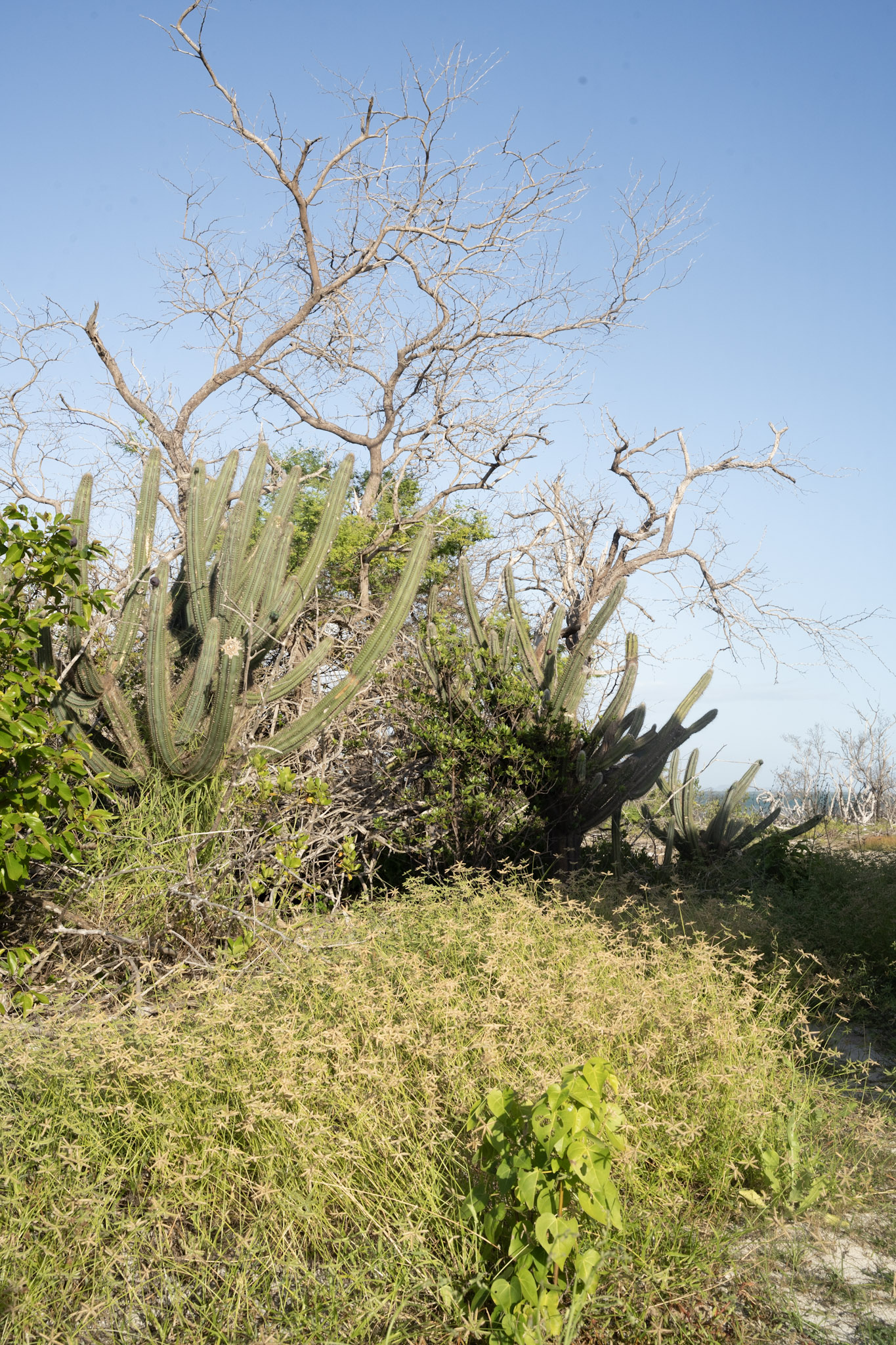 Faro - foto 30