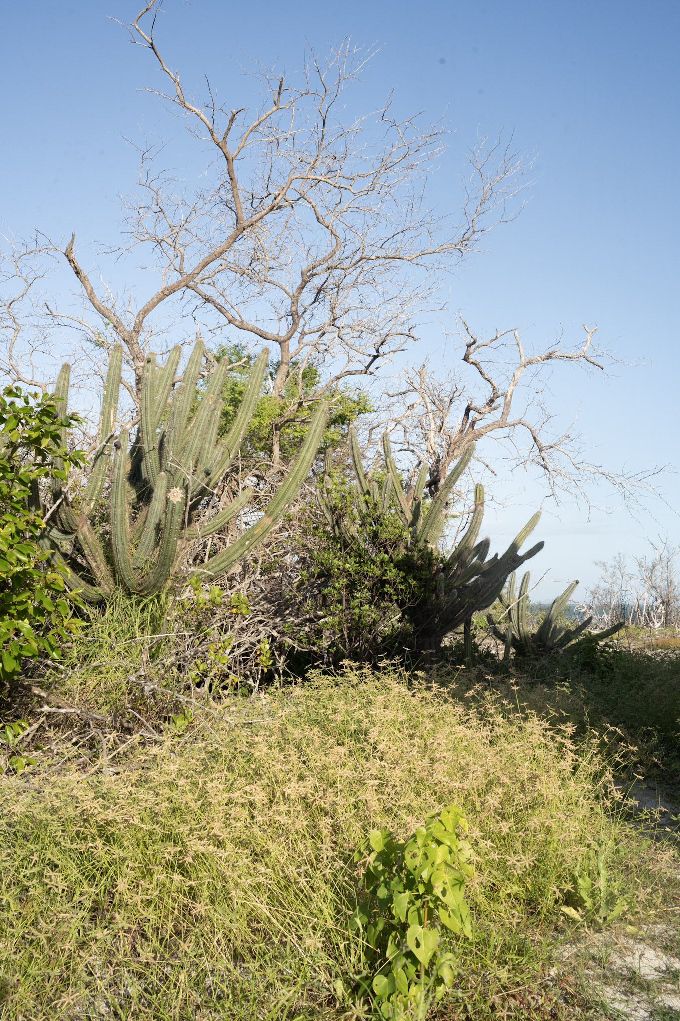 Faro - foto 31