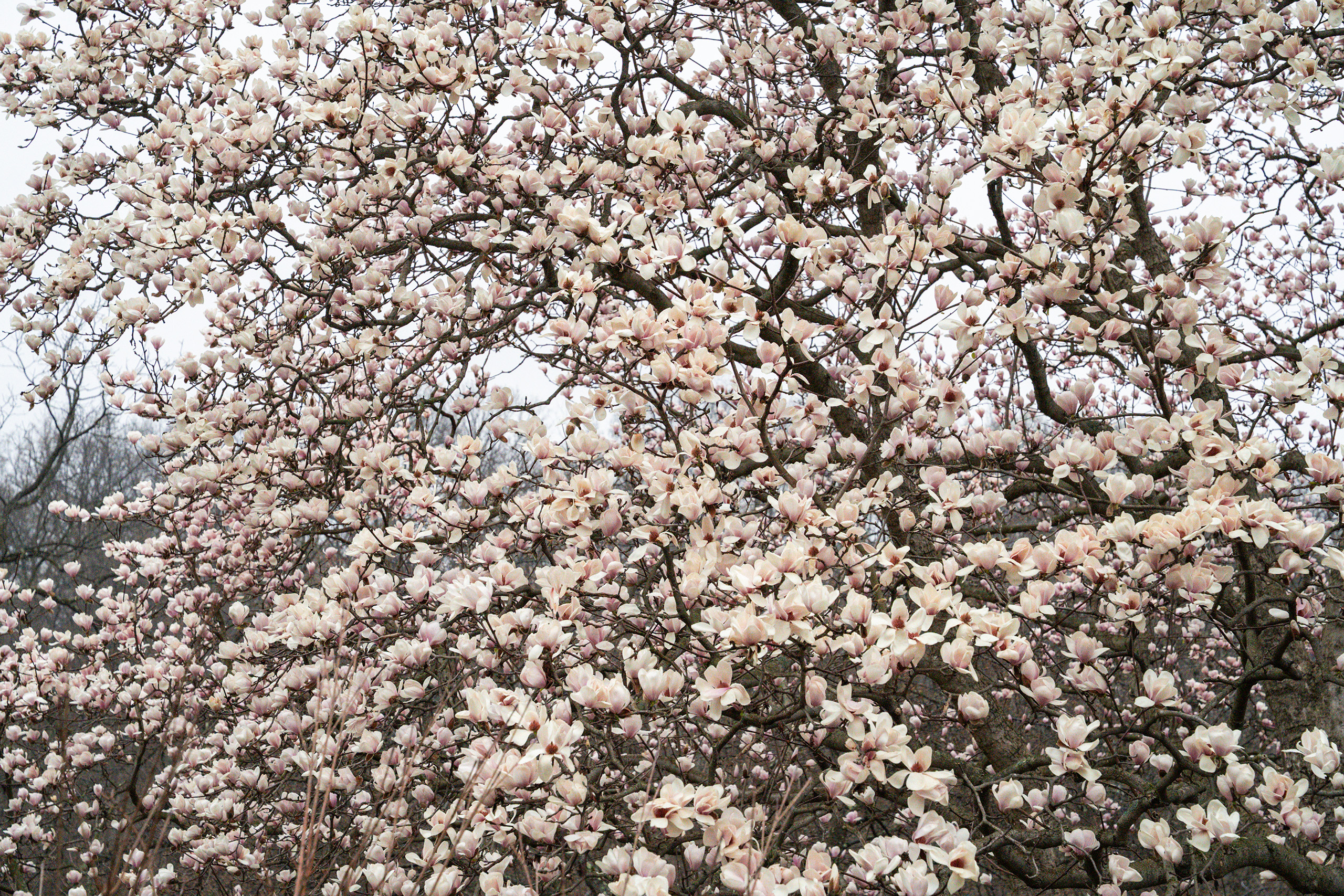 Dumbarton Oaks
