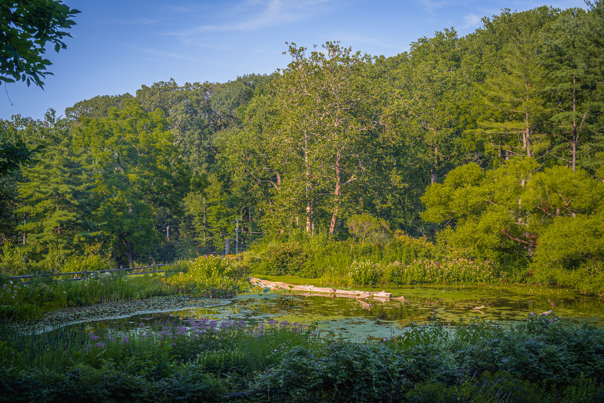 2025-08-03_Jenkins_Arboretum