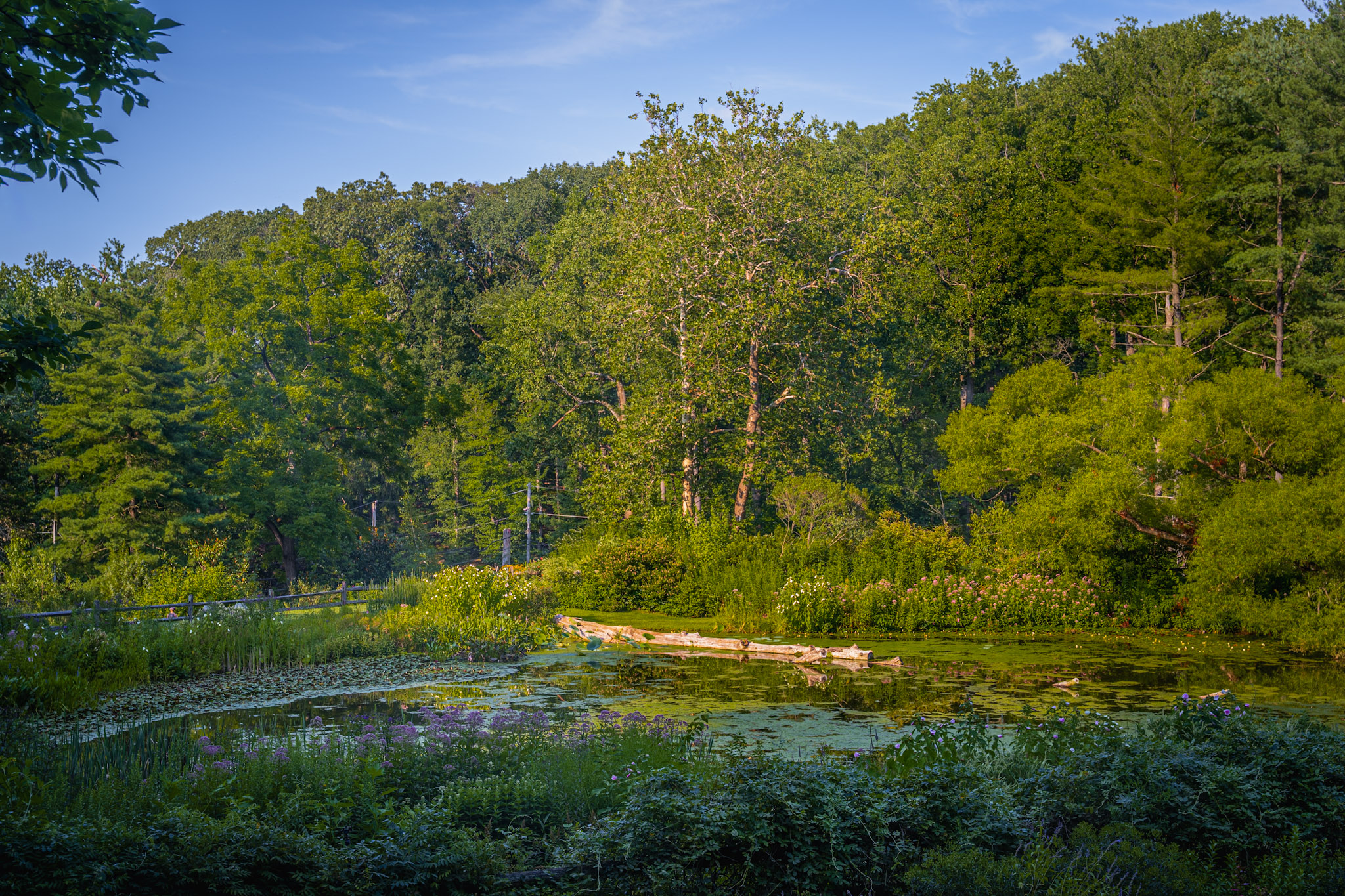 2025-08-03_Jenkins_Arboretum - foto 2