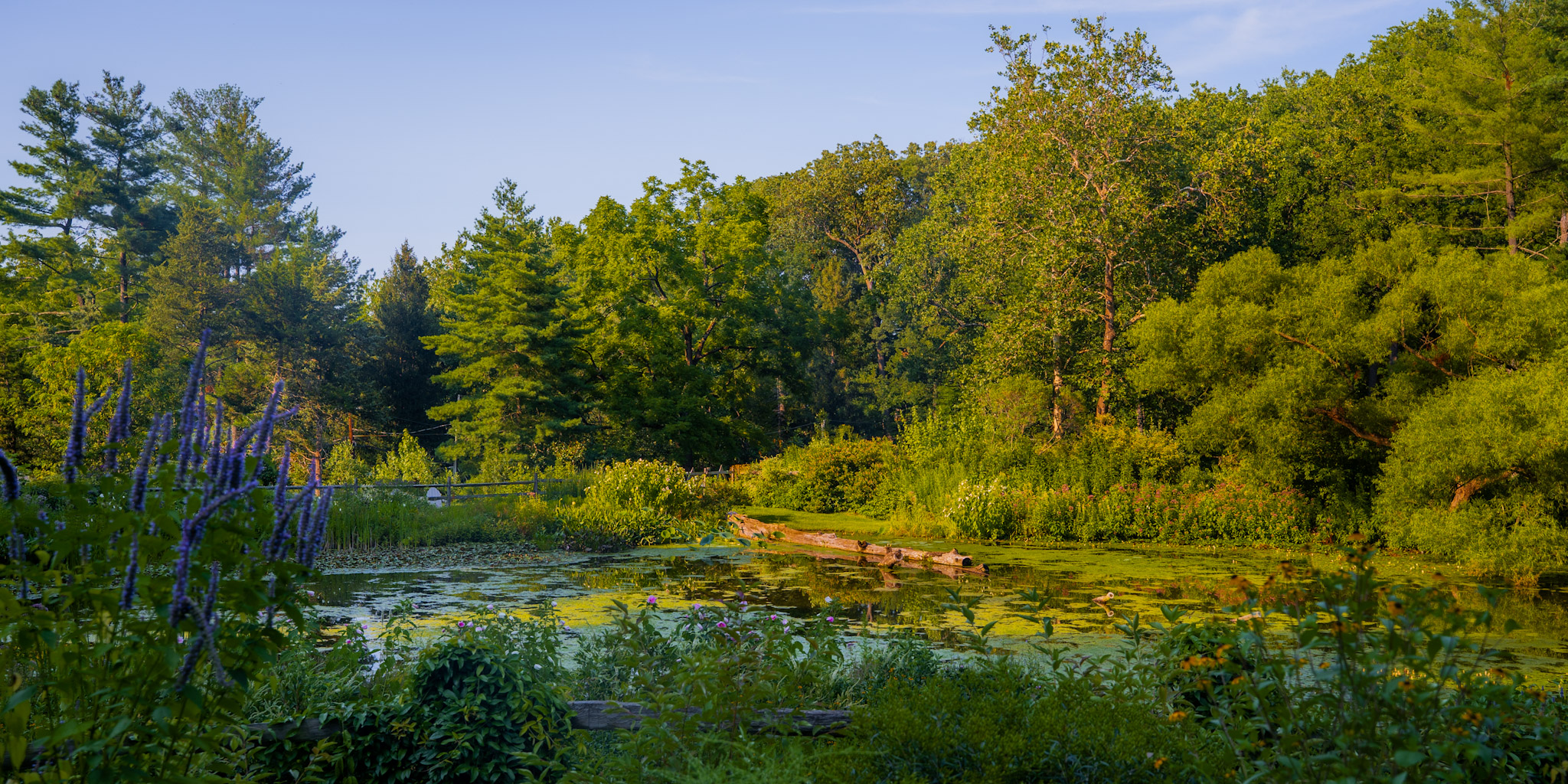 2025-08-03_Jenkins_Arboretum - foto 3