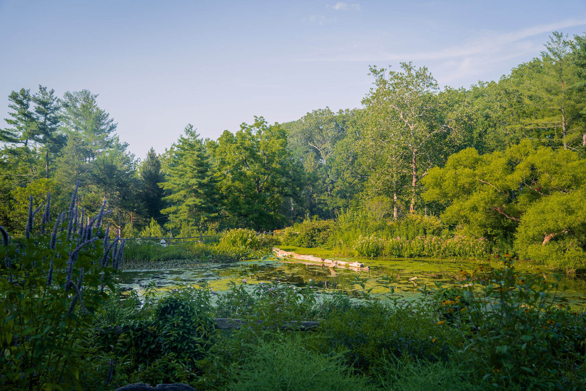 2025-08-03_Jenkins_Arboretum - foto 4